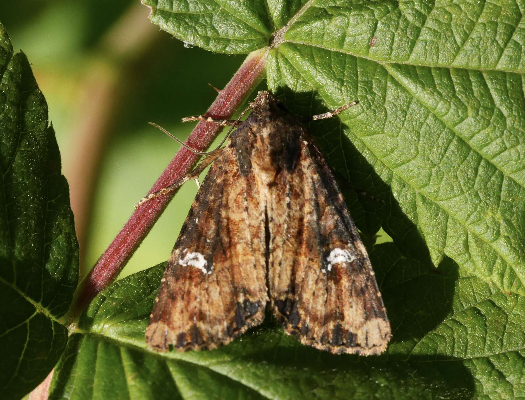 Common Rustic (Mesapamea secalis) photographed in Somerset by John Connolly