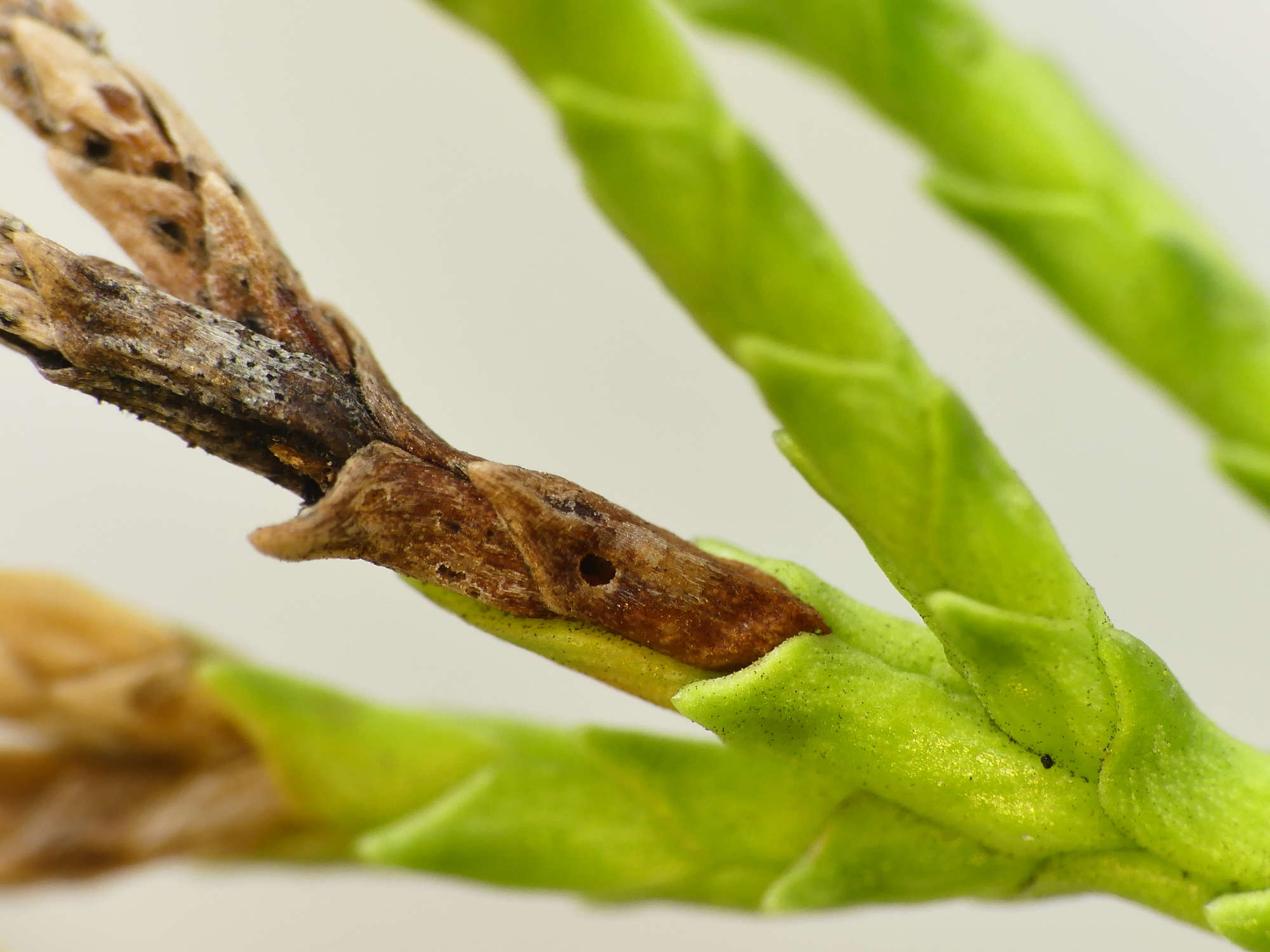 Triple-barred Argent (Argyresthia trifasciata) photographed in Somerset by Paul Wilkins