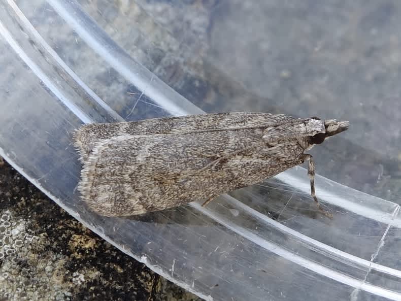 Large Grey (Scoparia subfusca) photographed in Somerset by Sue Davies