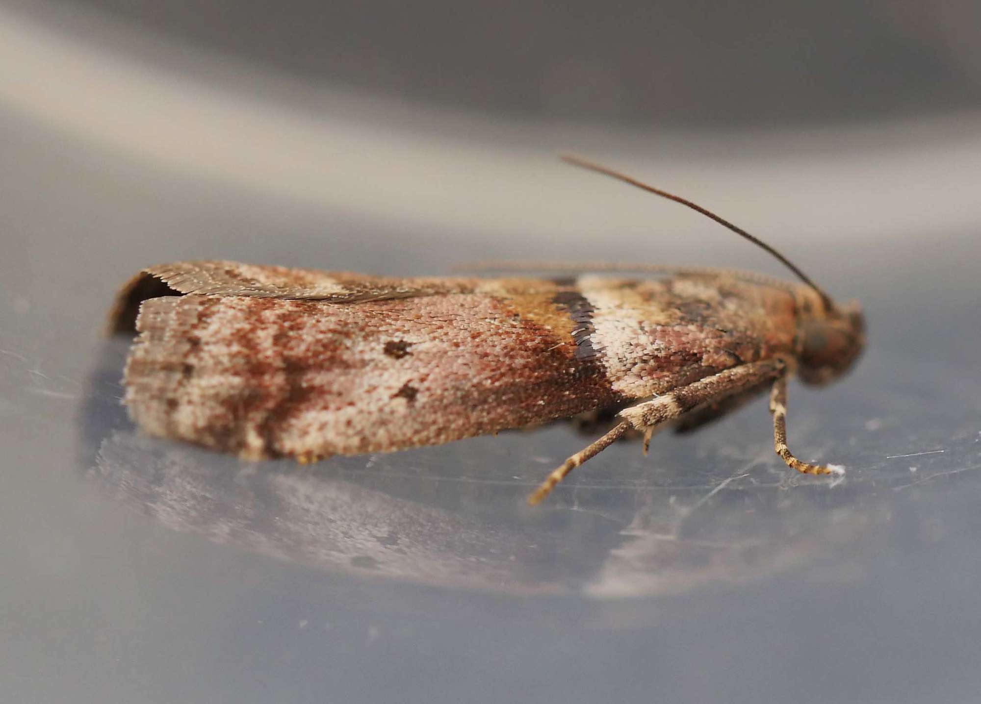 Broad-barred Knot-horn (Acrobasis consociella) photographed in Somerset by Jenny Vickers