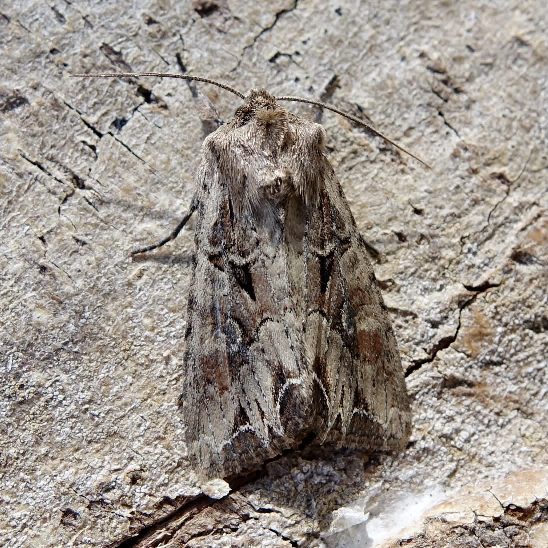 Dog's Tooth (Lacanobia suasa) photographed in Somerset by Sue Davies