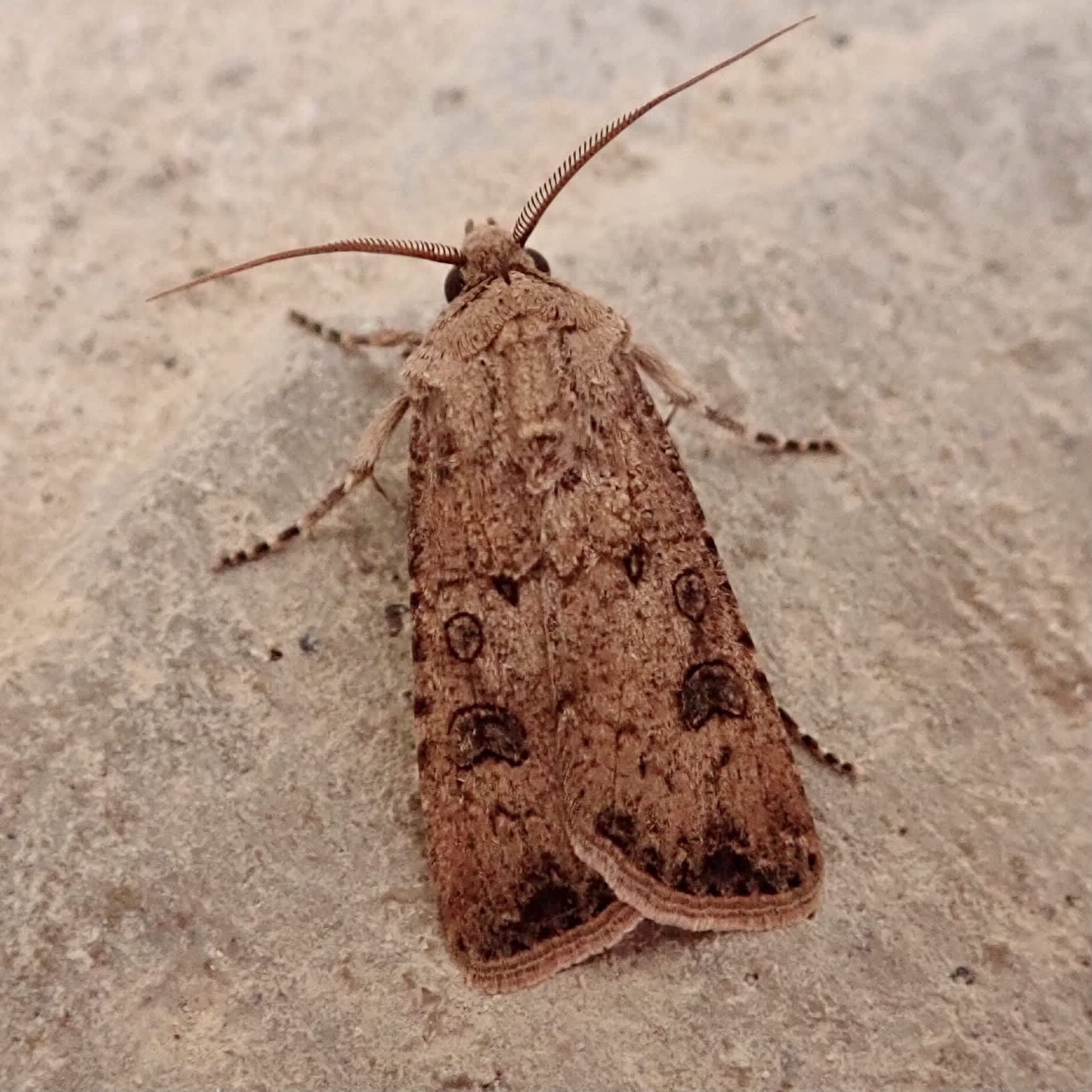 Turnip Moth (Agrotis segetum) photographed in Somerset by Sue Davies