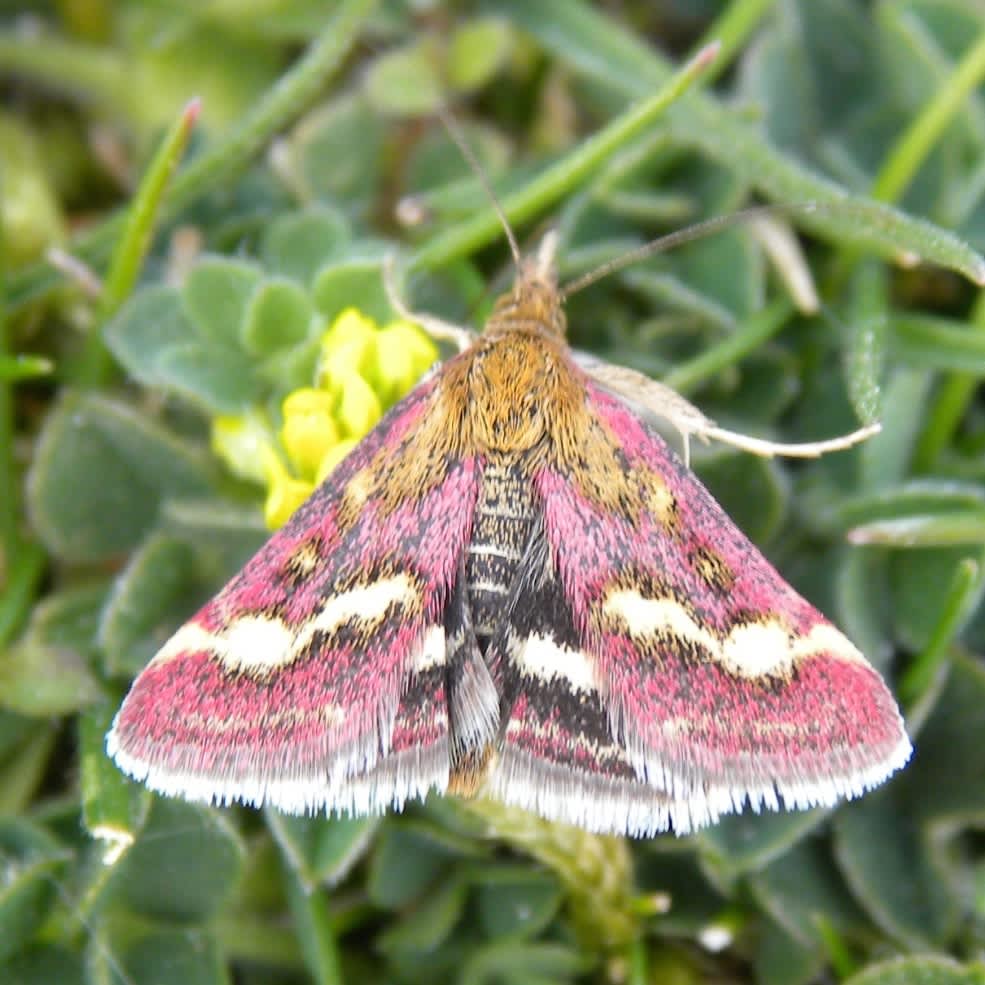 Scarce Purple & Gold (Pyrausta ostrinalis) photographed in Somerset by Sue Davies