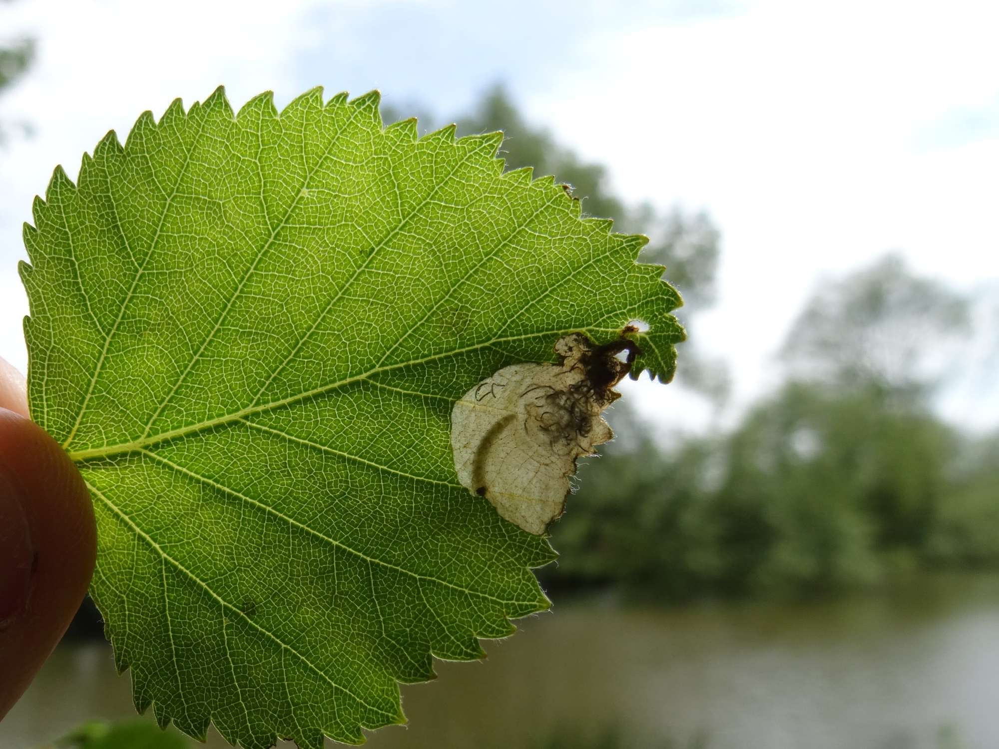 Early Purple (Eriocrania semipurpurella) photographed in Somerset by Christopher Iles