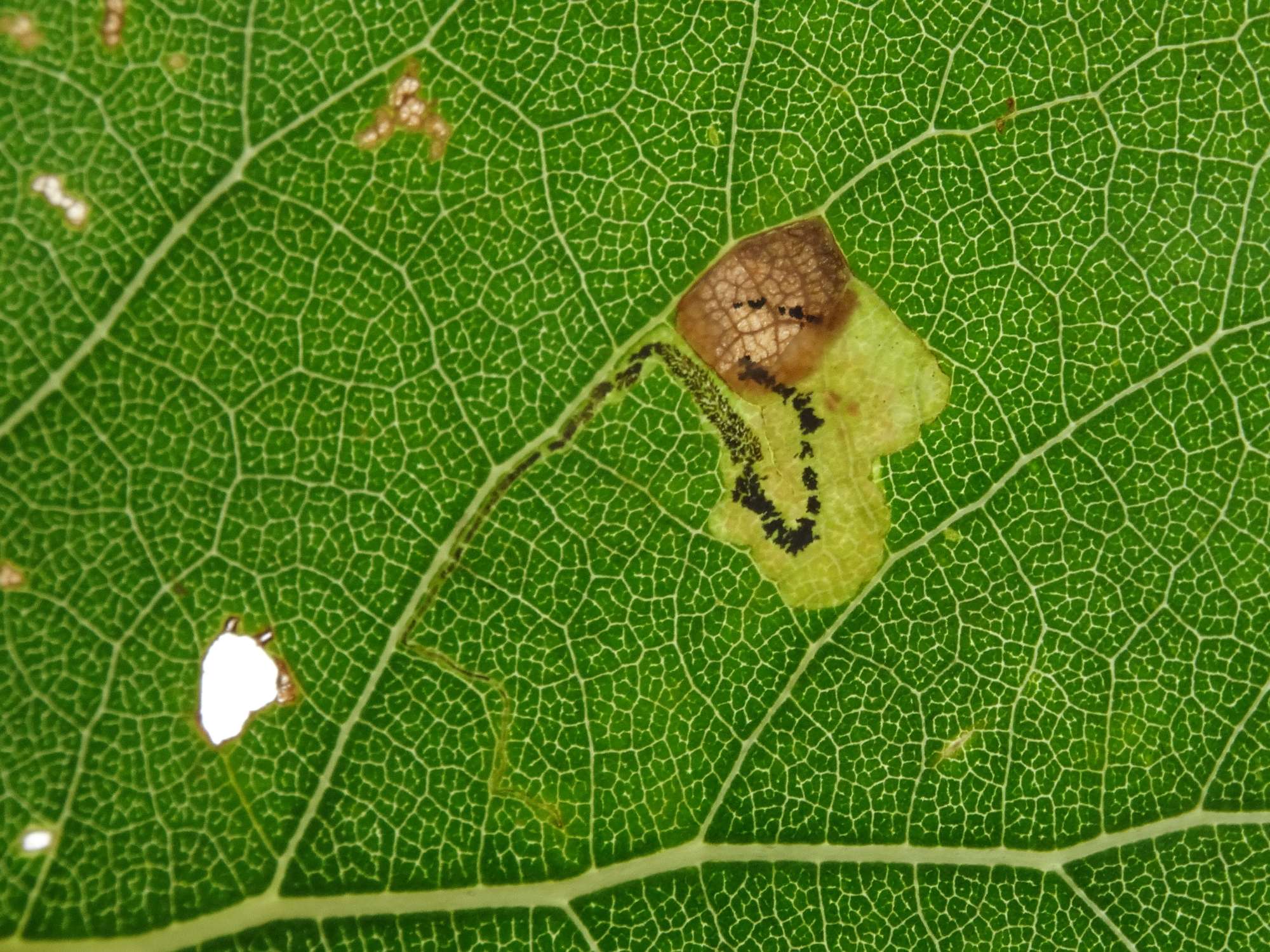 Black-poplar Pigmy (Stigmella trimaculella) photographed in Somerset by Christopher Iles