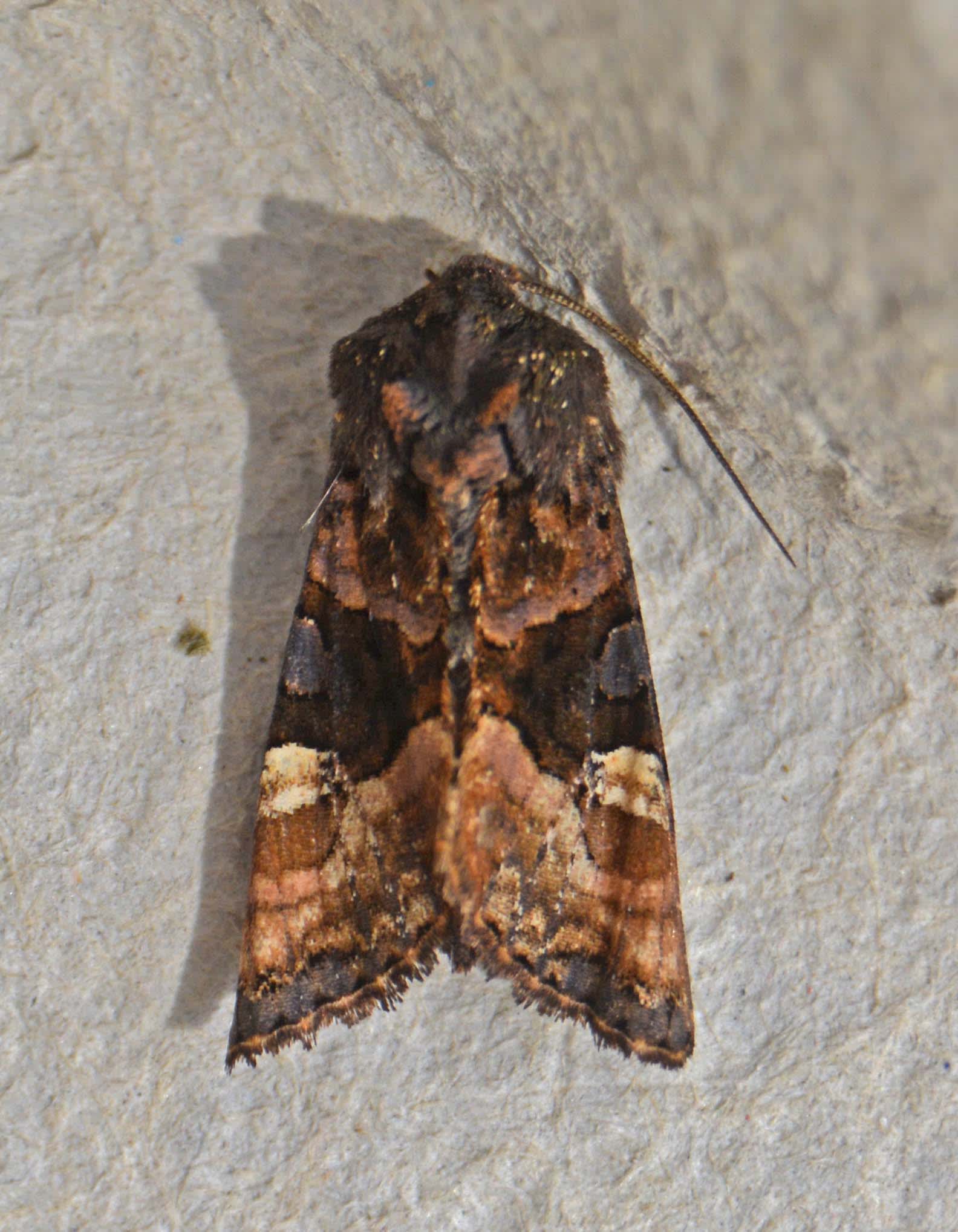 Small Angle Shades (Euplexia lucipara) photographed in Somerset by Jenny Vickers