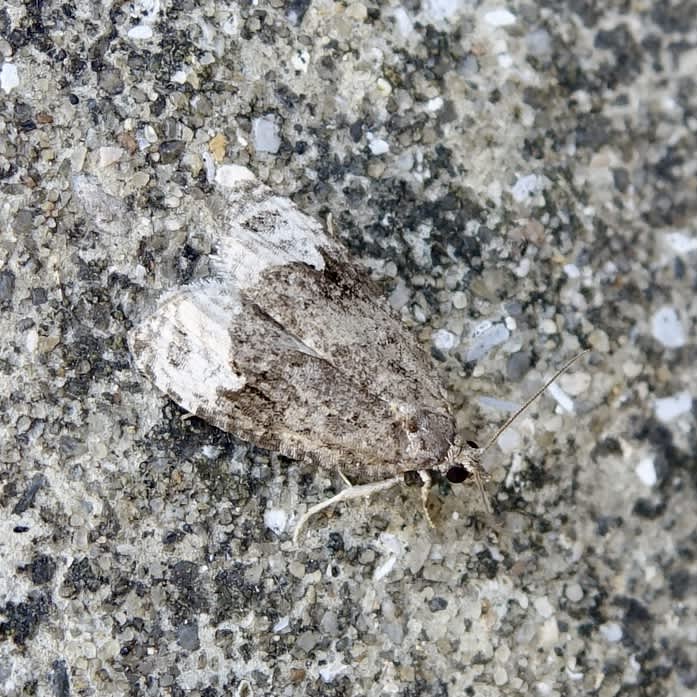 Sallow Marble (Apotomis capreana) photographed in Somerset by Sue Davies