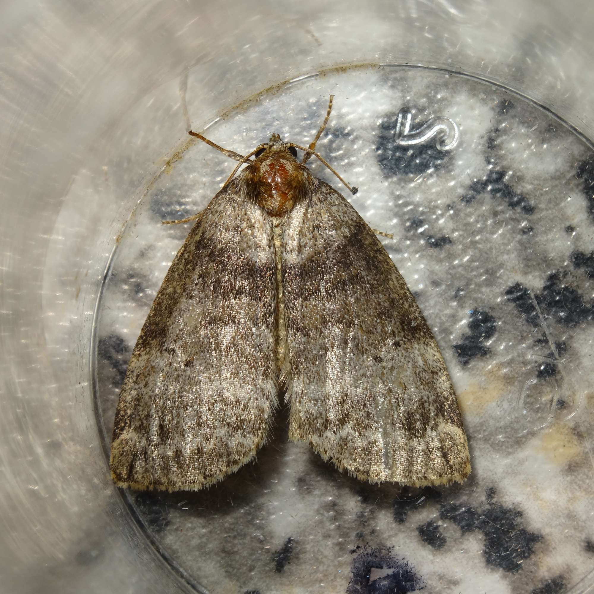 Common Lutestring (Ochropacha duplaris) photographed in Somerset by Christopher Iles