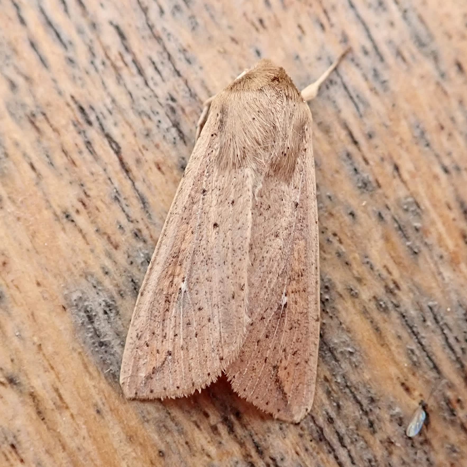 White-speck (Mythimna unipuncta) photographed in Somerset by Sue Davies