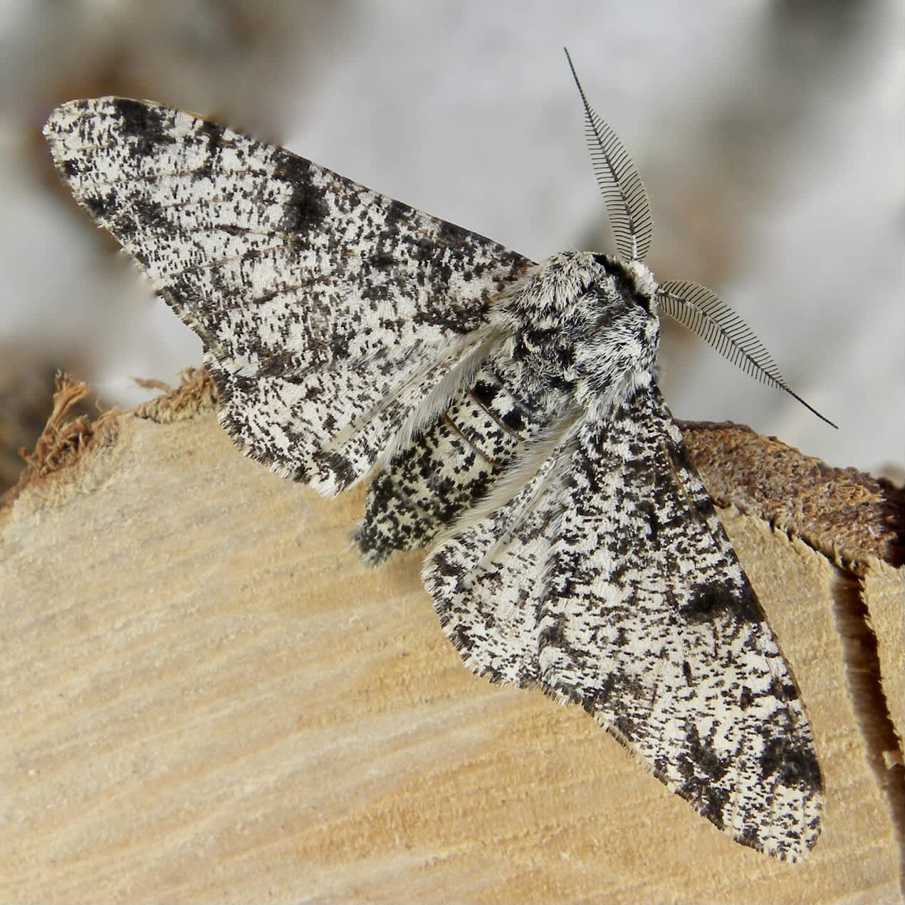 Peppered Moth (Biston betularia) photographed in Somerset by Sue Davies