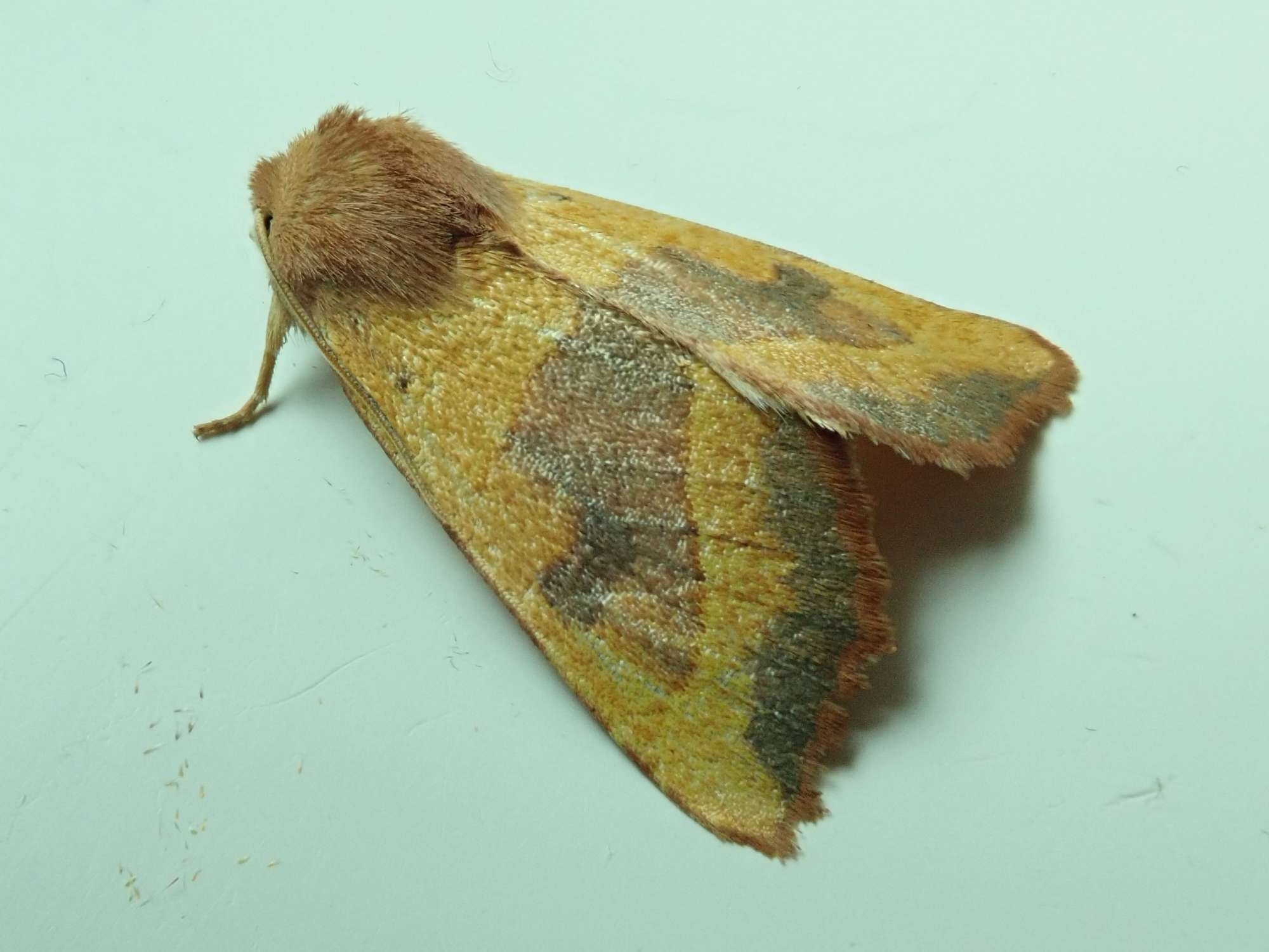 Centre-barred Sallow (Atethmia centrago) photographed in Somerset by Christopher Iles