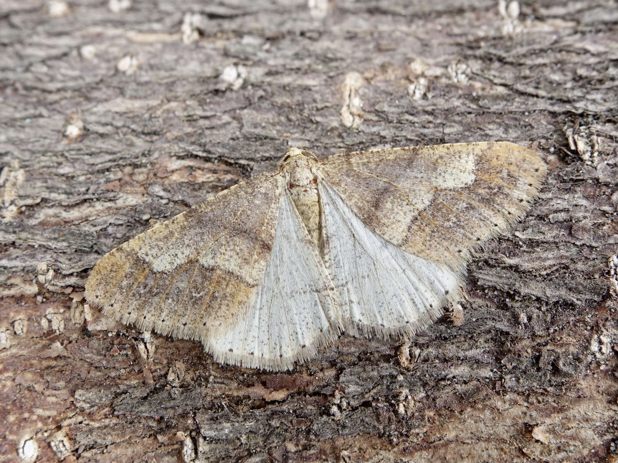 Dotted Border (Agriopis marginaria) photographed in Somerset by Sue Davies