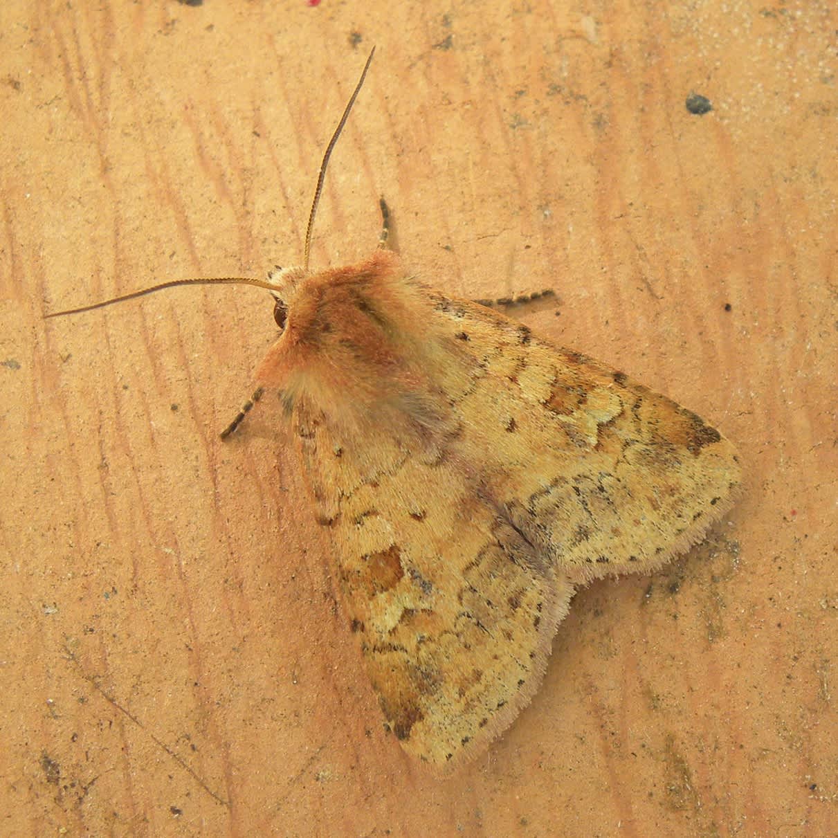 Ingrailed Clay (Diarsia mendica) photographed in Somerset by Sue Davies