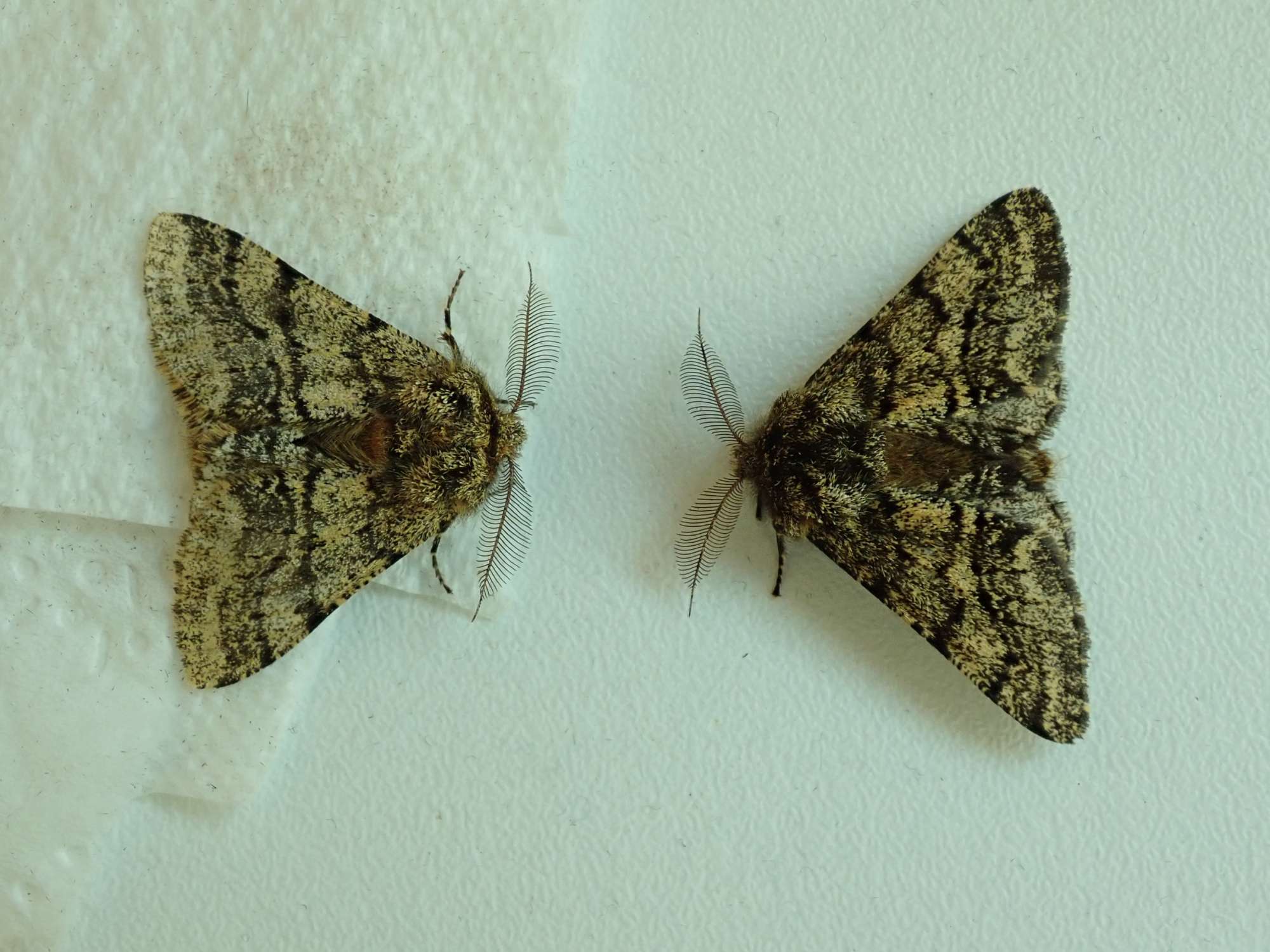 Brindled Beauty (Lycia hirtaria) photographed in Somerset by Christopher Iles