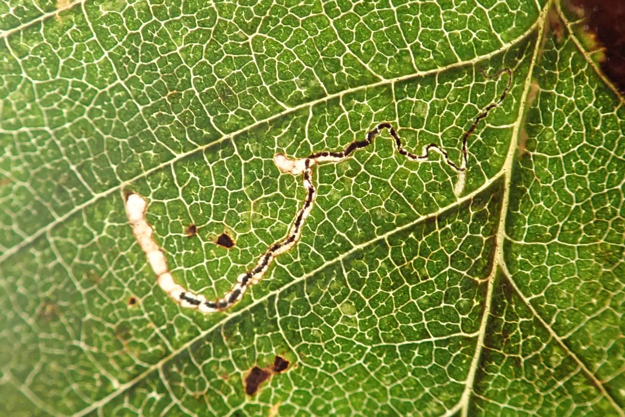 Elm Bent-wing (Bucculatrix albedinella) photographed in Somerset by Christopher Iles