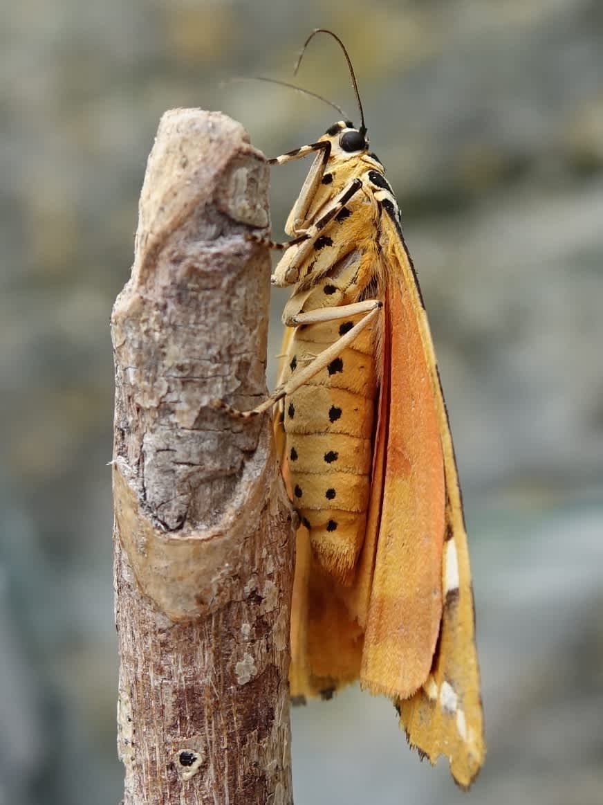 Jersey Tiger (Euplagia quadripunctaria) photographed in Somerset by Sue Davies