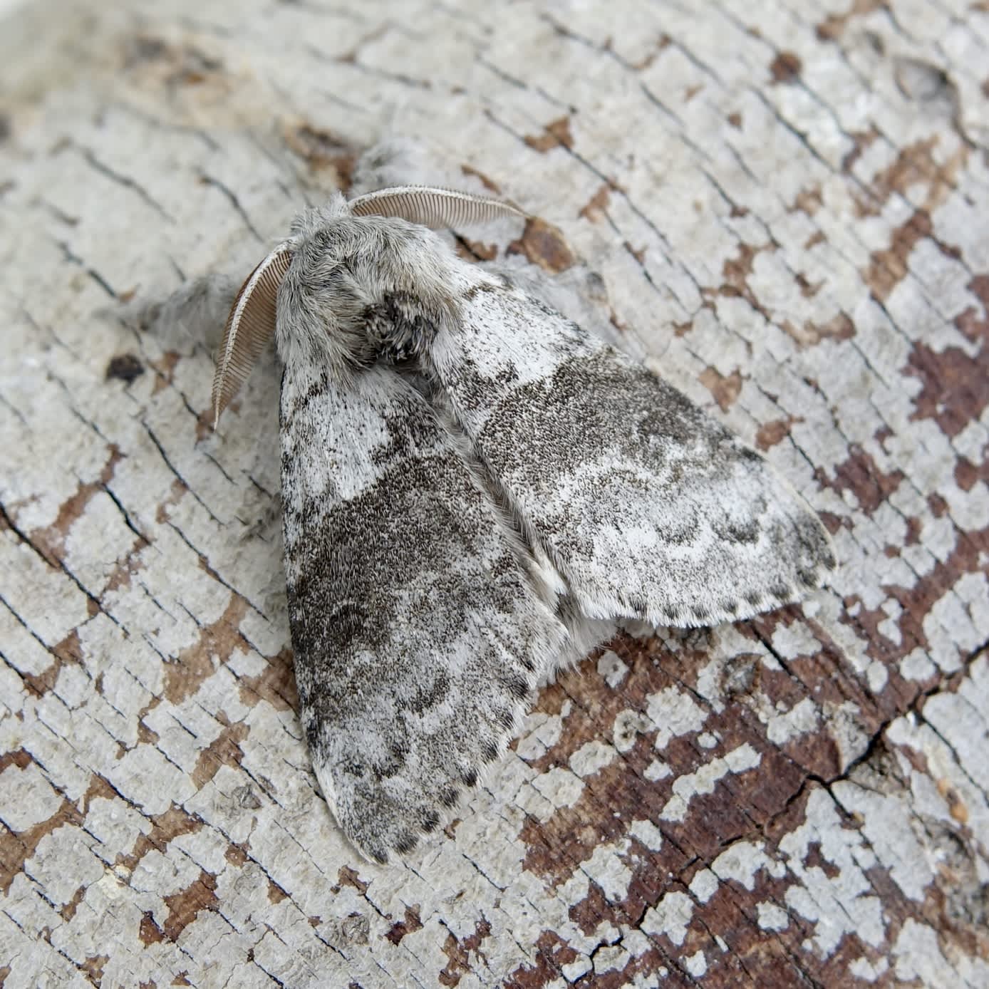 Pale Tussock (Calliteara pudibunda) photographed in Somerset by Sue Davies