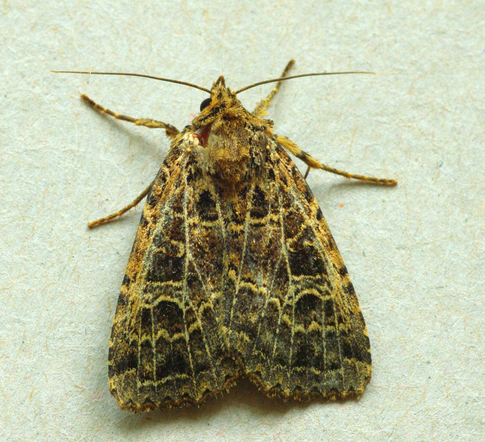 The Gothic (Naenia typica) photographed in Somerset by John Connolly