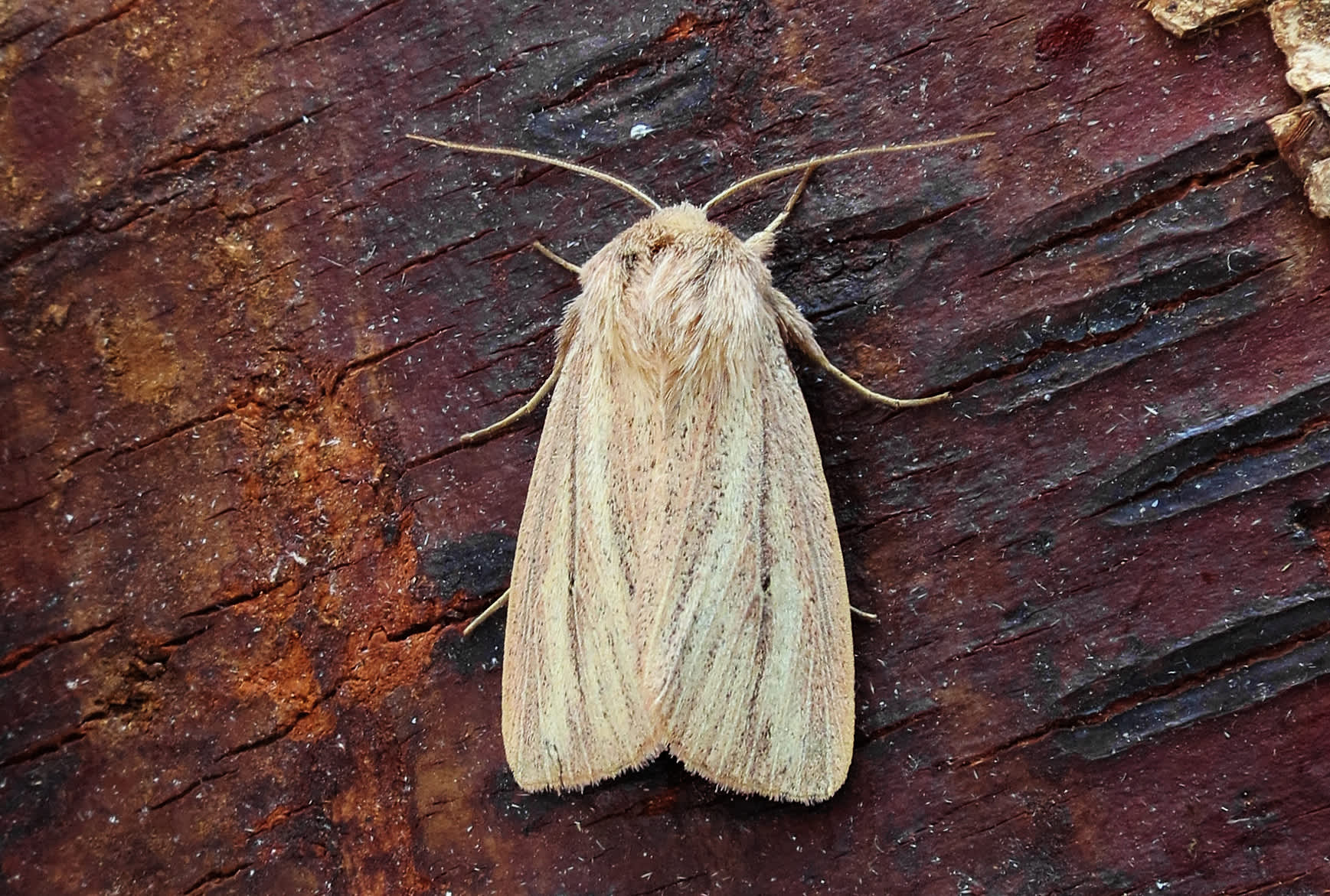 Striped Wainscot (Mythimna pudorina) photographed in Somerset by Steve Chapple