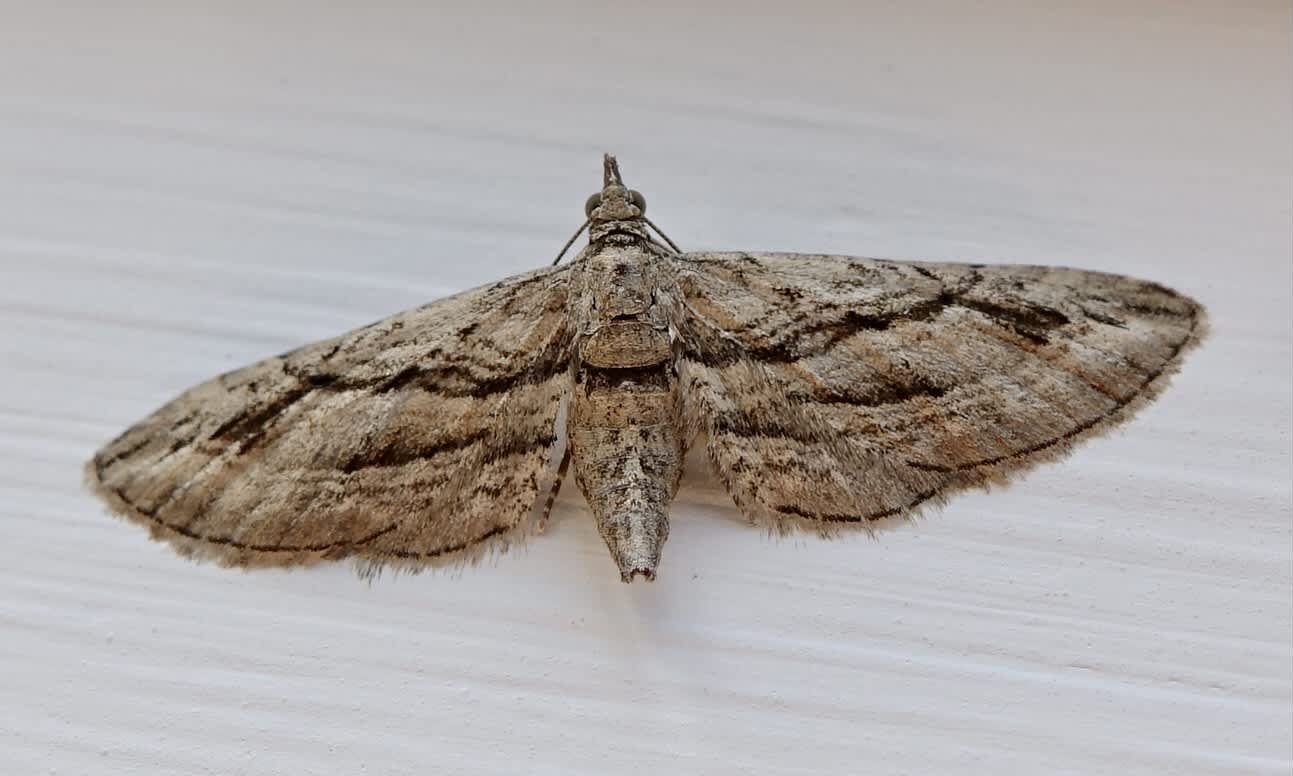 Cypress Pug (Eupithecia phoeniceata) photographed in Somerset by Sue Davies