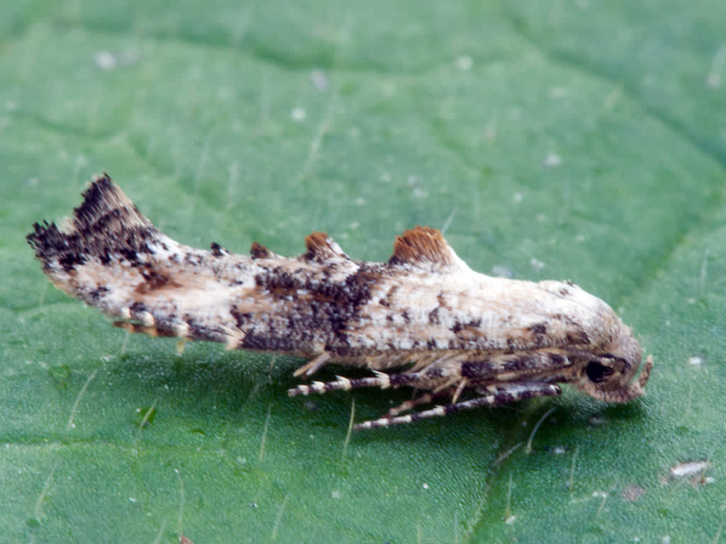 Garden Lance-wing (Epermenia chaerophyllella) photographed in Somerset by John Bebbington