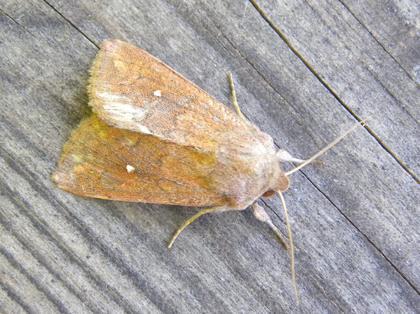 White-point (Mythimna albipuncta) photographed in Somerset by Sue Davies