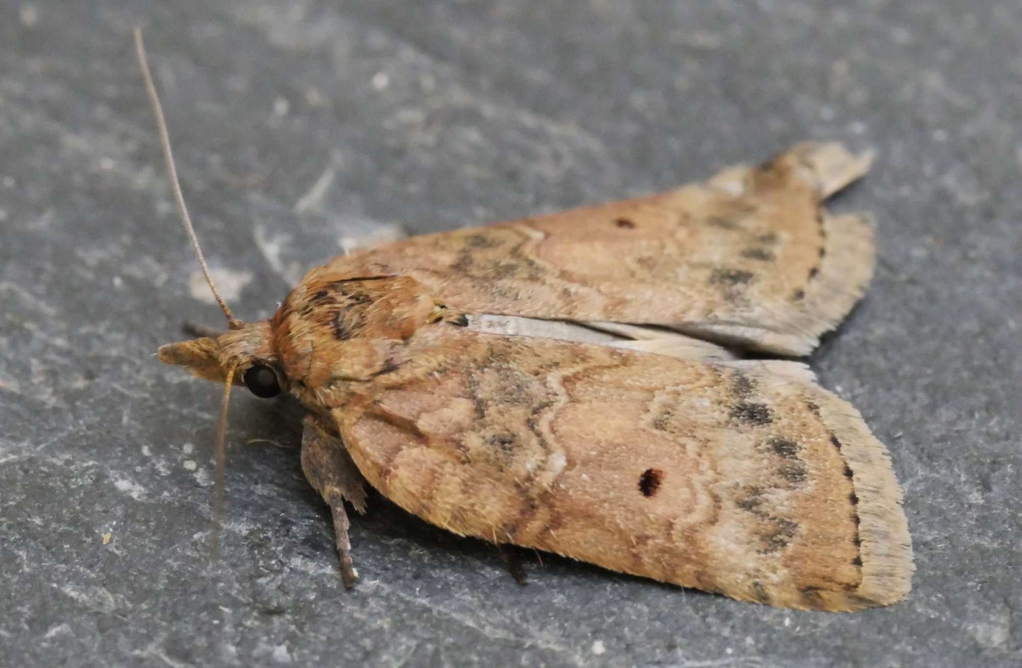 Oak Nycteoline (Nycteola revayana) photographed in Somerset by Jenny Vickers