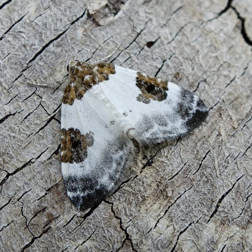 Blue-bordered Carpet (Plemyria rubiginata) photographed in Somerset by Sue Davies