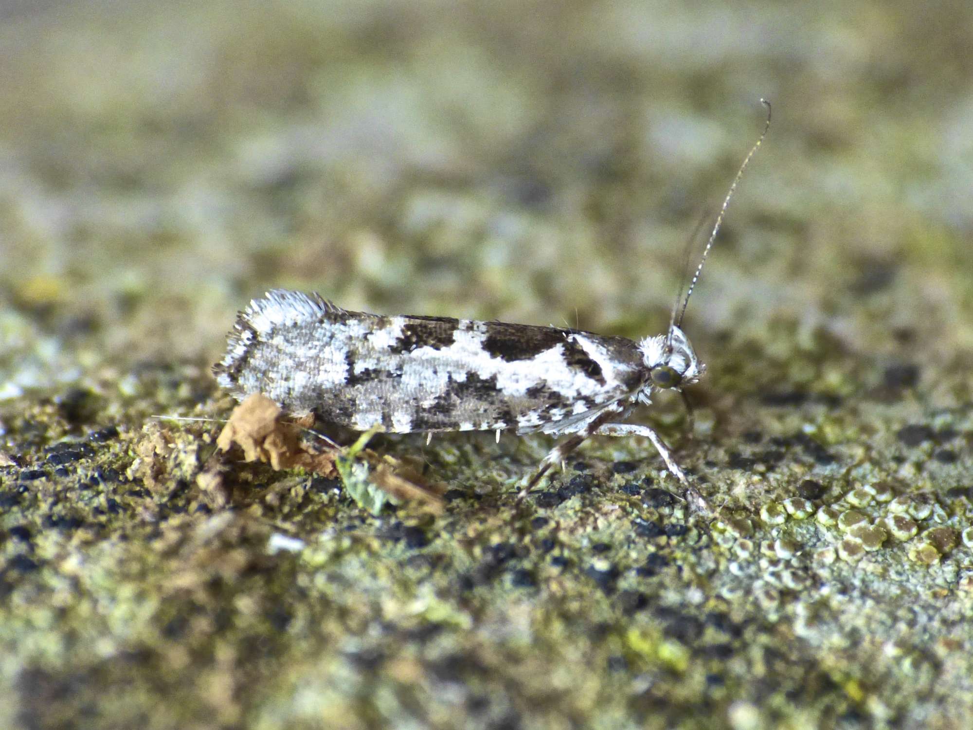Pied Smudge (Ypsolopha sequella) photographed in Somerset by Paul Wilkins