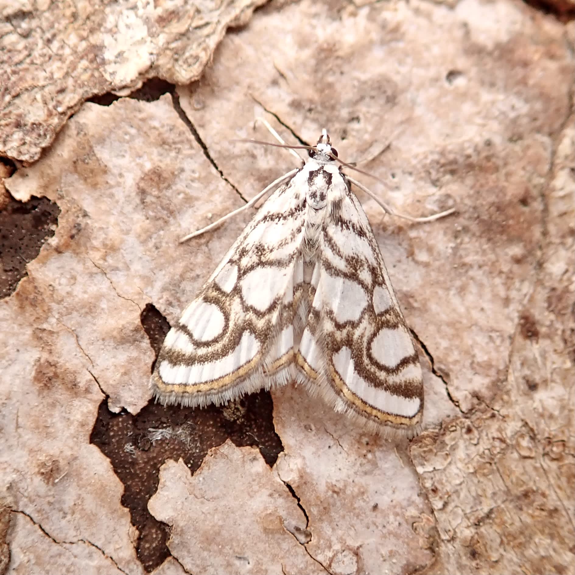 Beautiful China-mark (Nymphula nitidulata) photographed in Somerset by Sue Davies