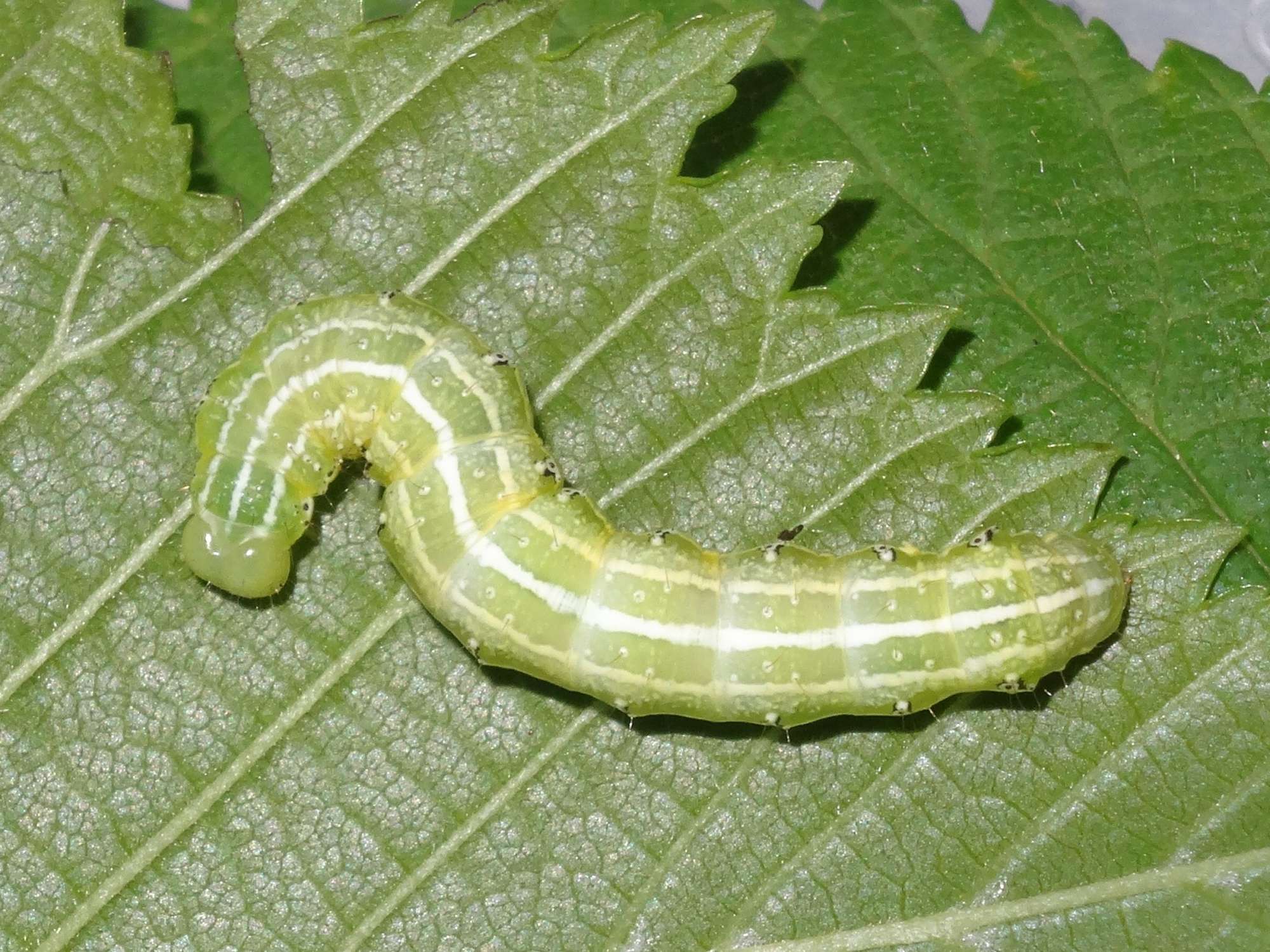 Lesser-spotted Pinion (Cosmia affinis) photographed in Somerset by Christopher Iles