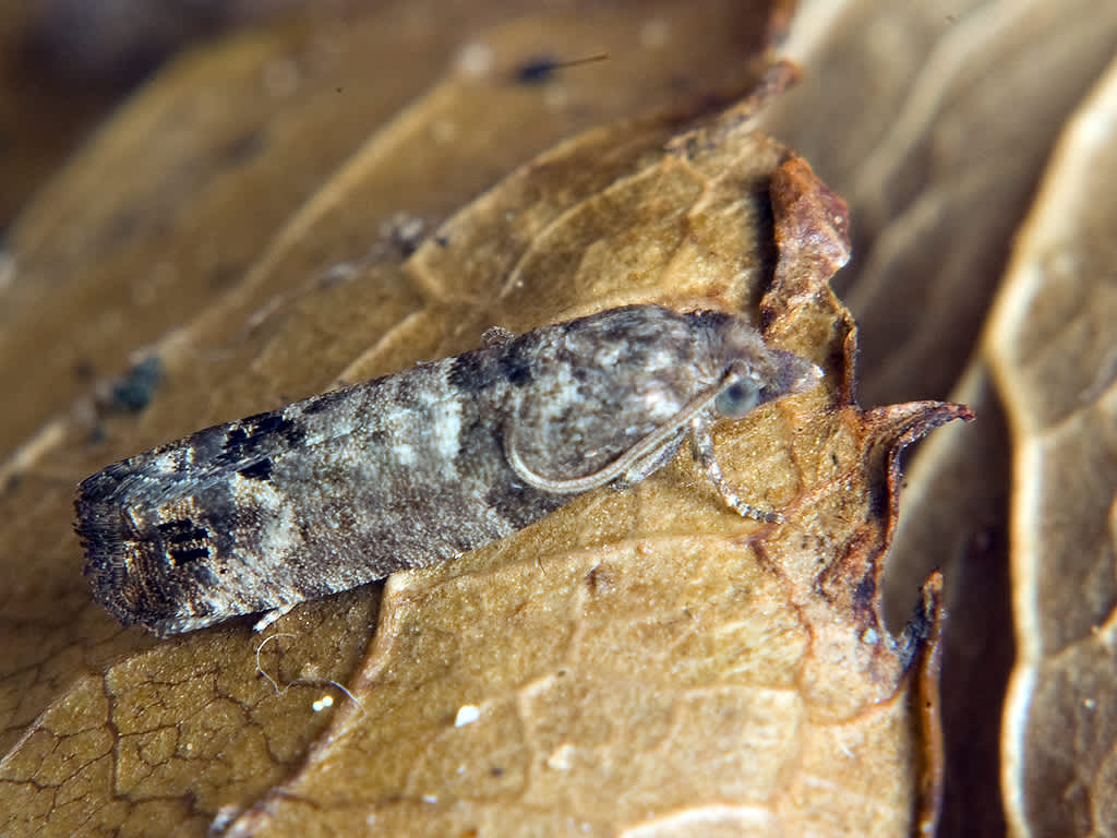 Bud Moth (Spilonota ocellana) photographed in Somerset by John Bebbington