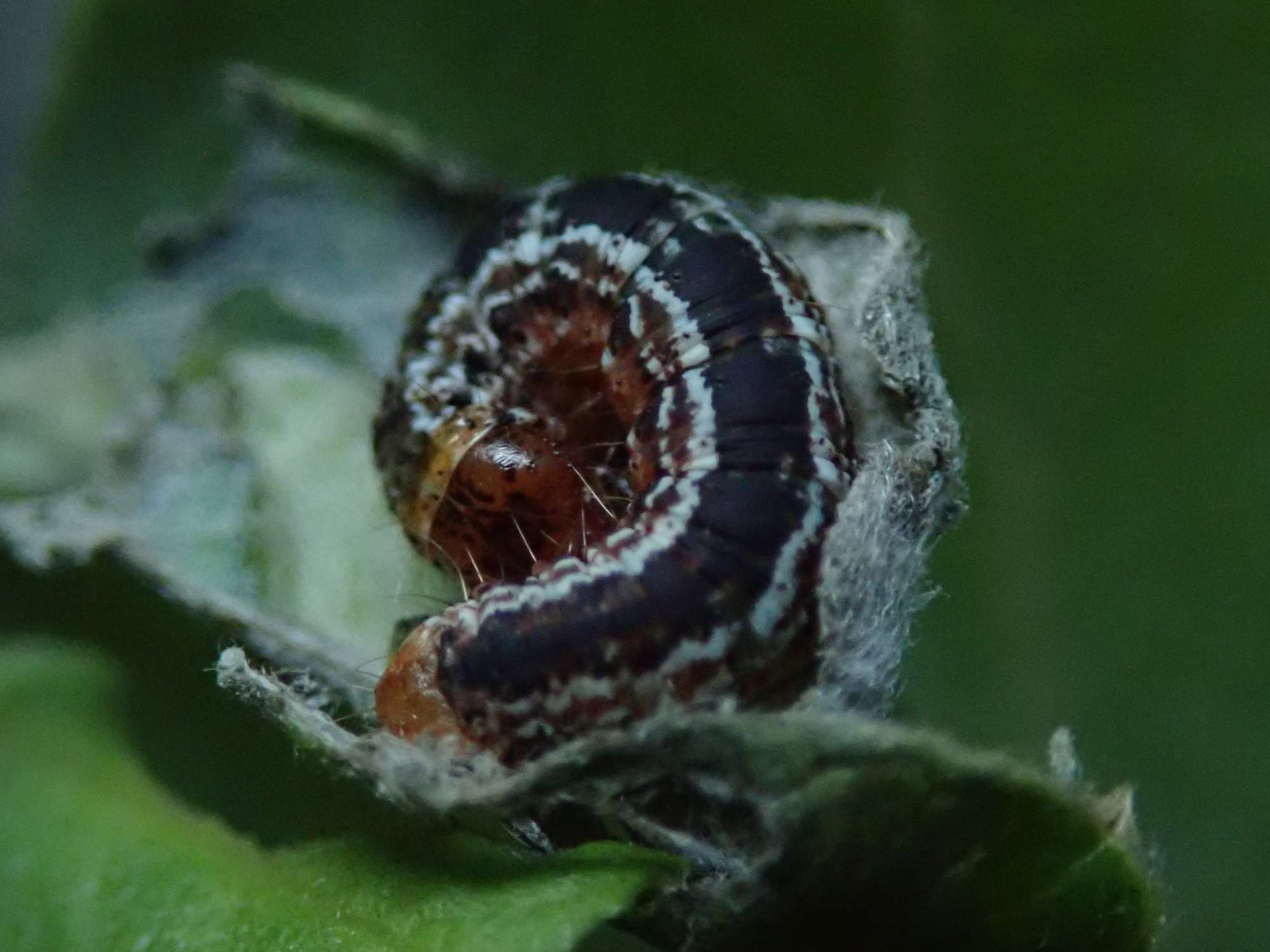 July Highflyer (Hydriomena furcata) photographed in Somerset by Christopher Iles