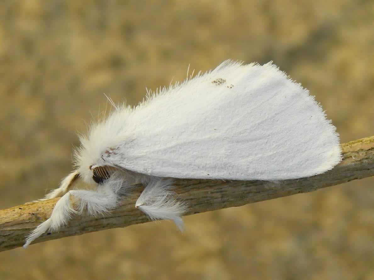 Yellow-tail (Euproctis similis) photographed in Somerset by Sue Davies