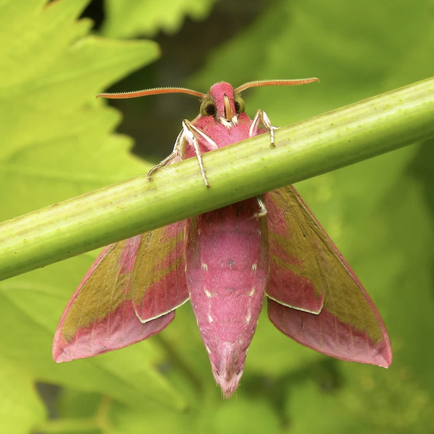 Elephant Hawkmoth Somerset Moths