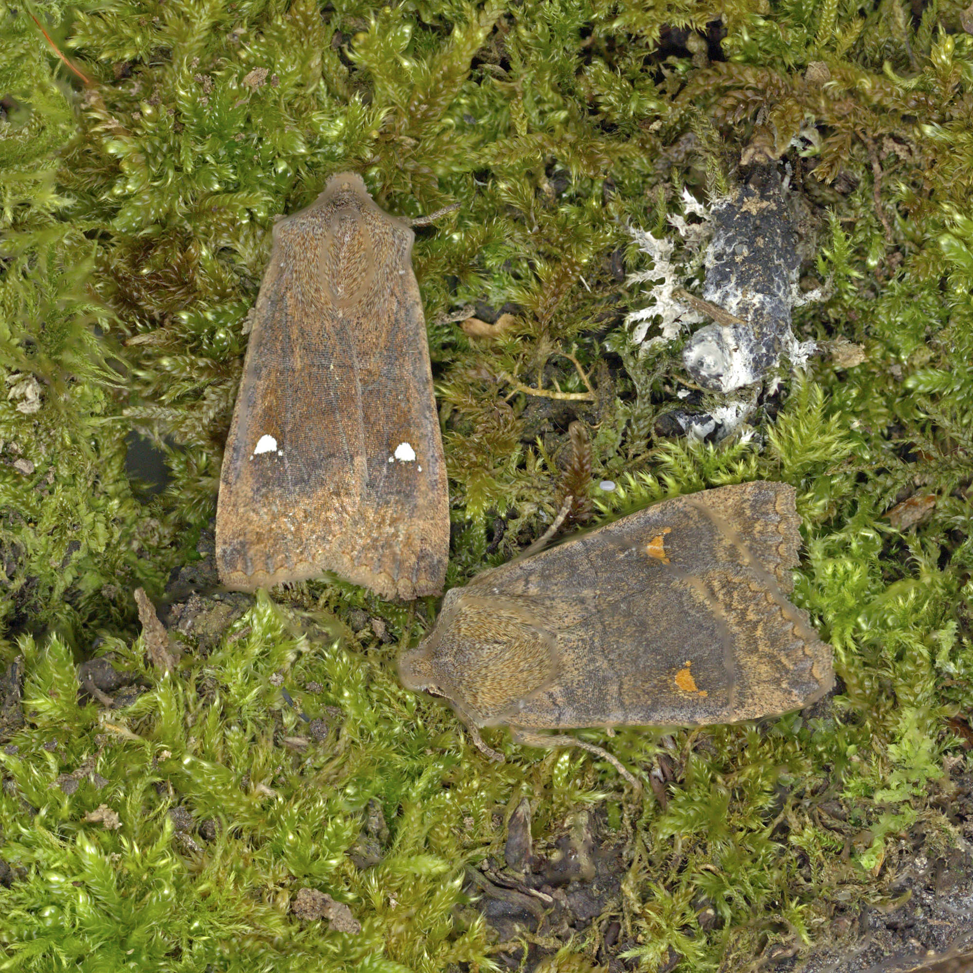 The Satellite (Eupsilia transversa) photographed in Somerset by Nigel Voaden