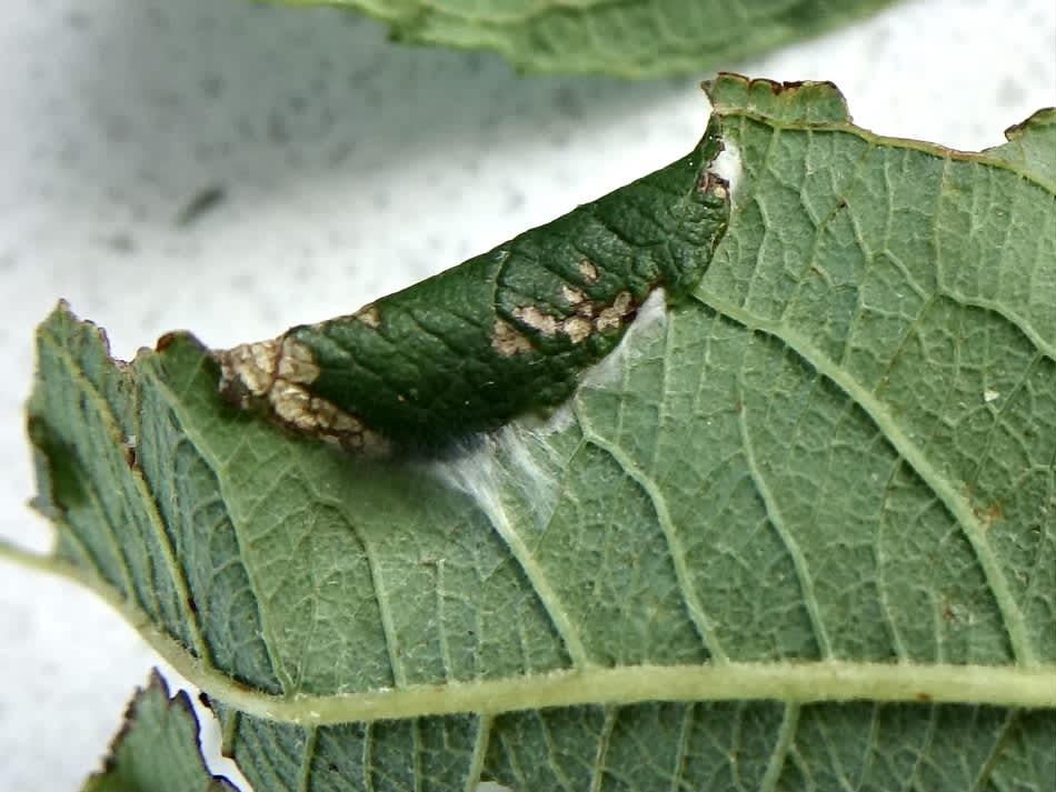 White-triangle Slender (Caloptilia stigmatella) photographed in Somerset by Sue Davies