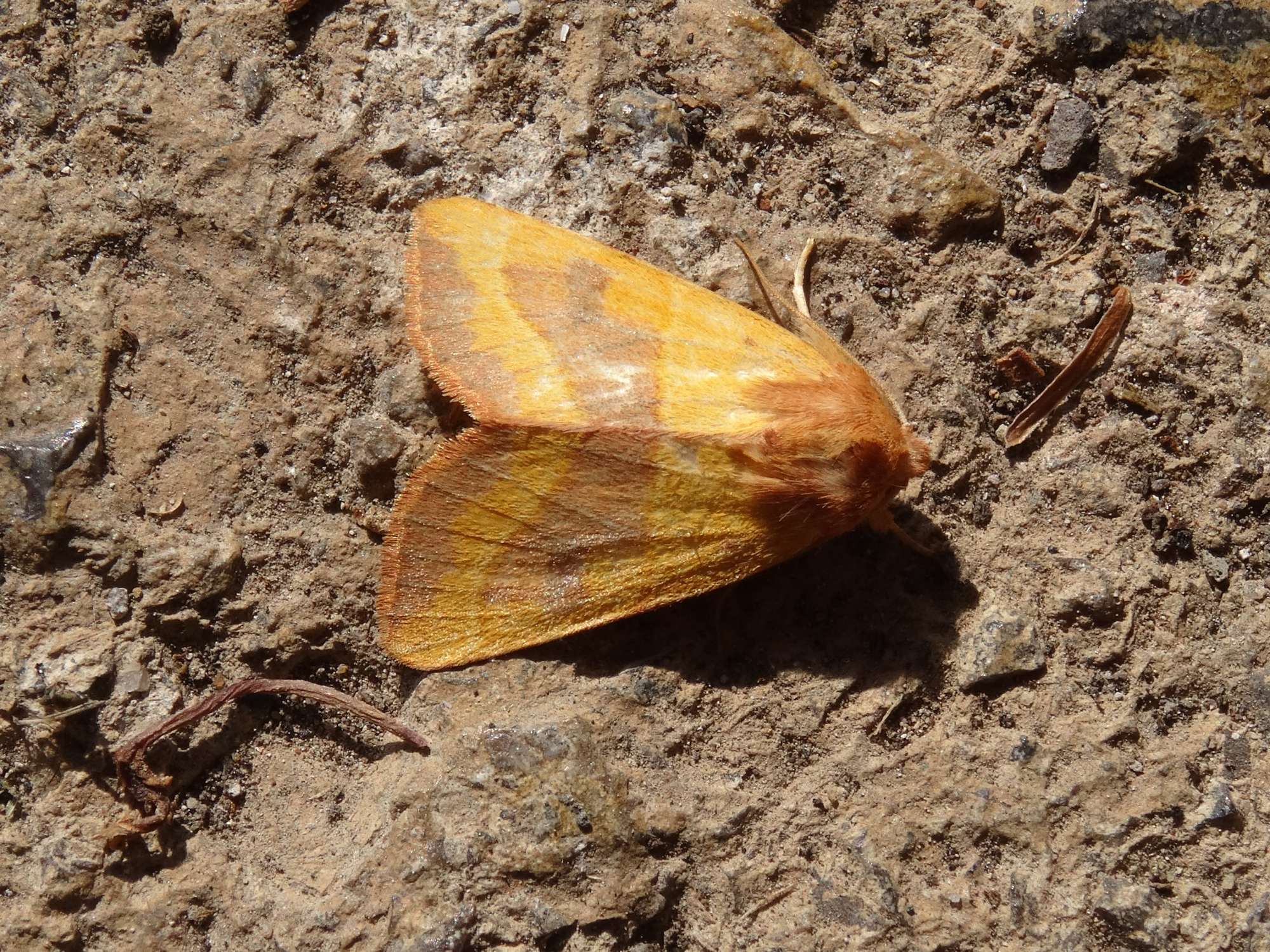 Centre-barred Sallow (Atethmia centrago) photographed in Somerset by Christopher Iles