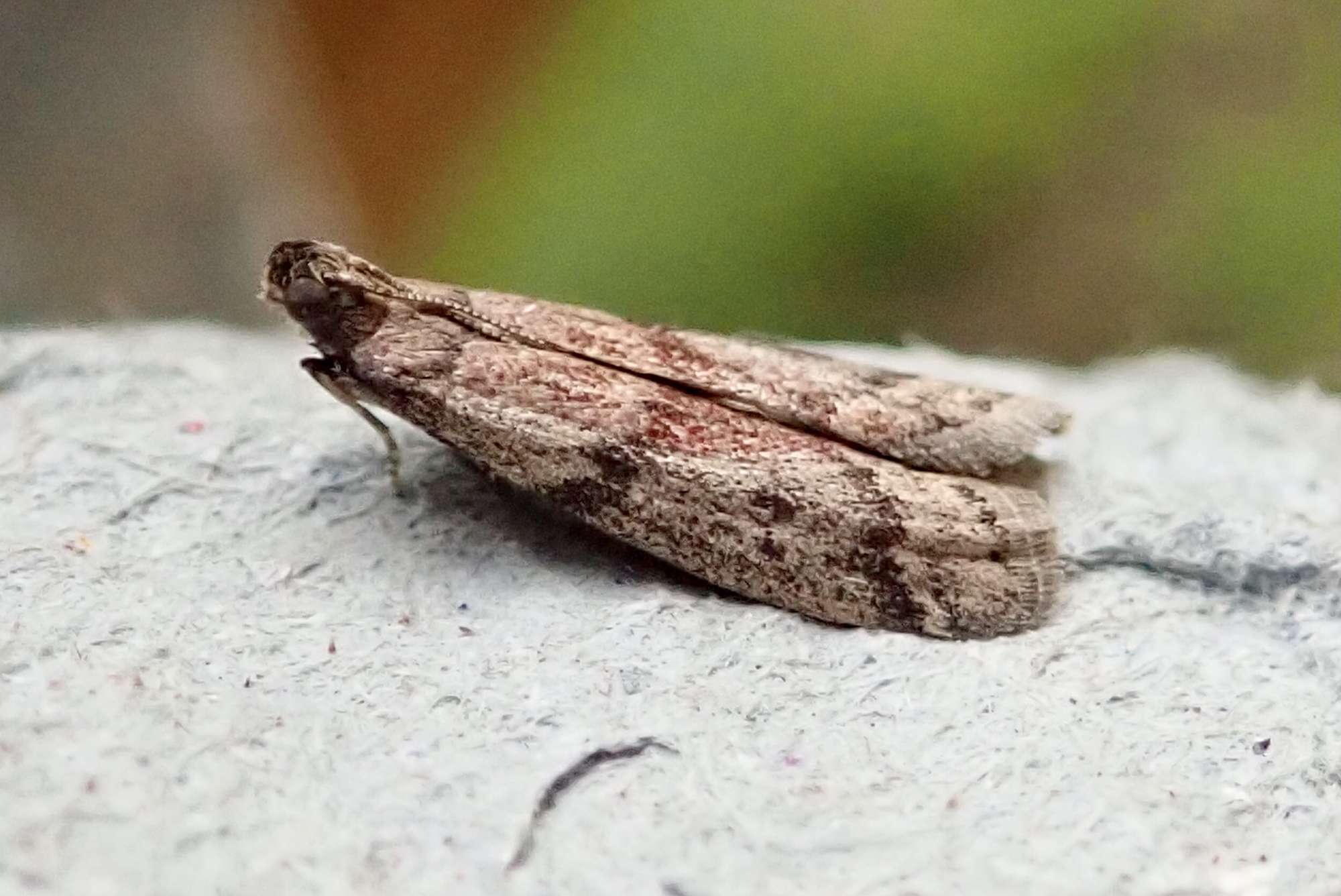 False Cacao Moth (Ephestia woodiella) photographed in Somerset by Sue Davies