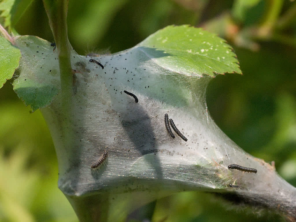 Small Eggar (Eriogaster lanestris) photographed in Somerset by John Bebbington