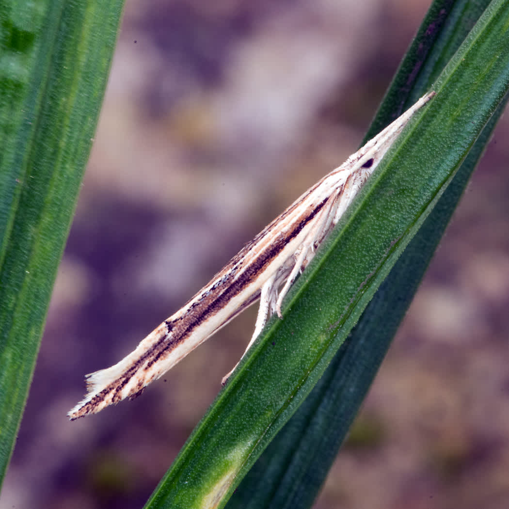 Spindle Smudge (Ypsolopha mucronella) photographed in Somerset by John Bebbington