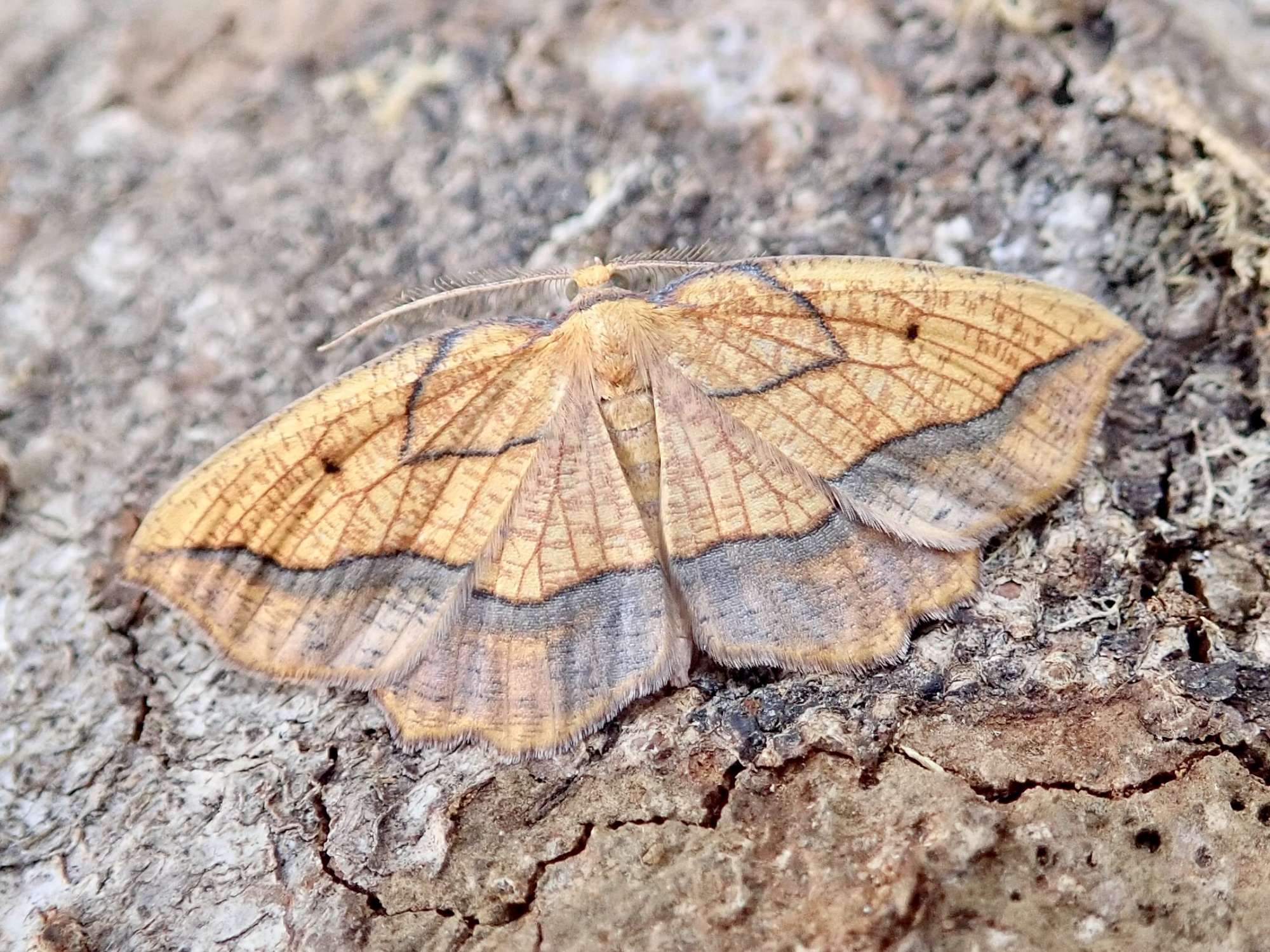 Bordered Beauty (Epione repandaria) photographed in Somerset by Sue Davies