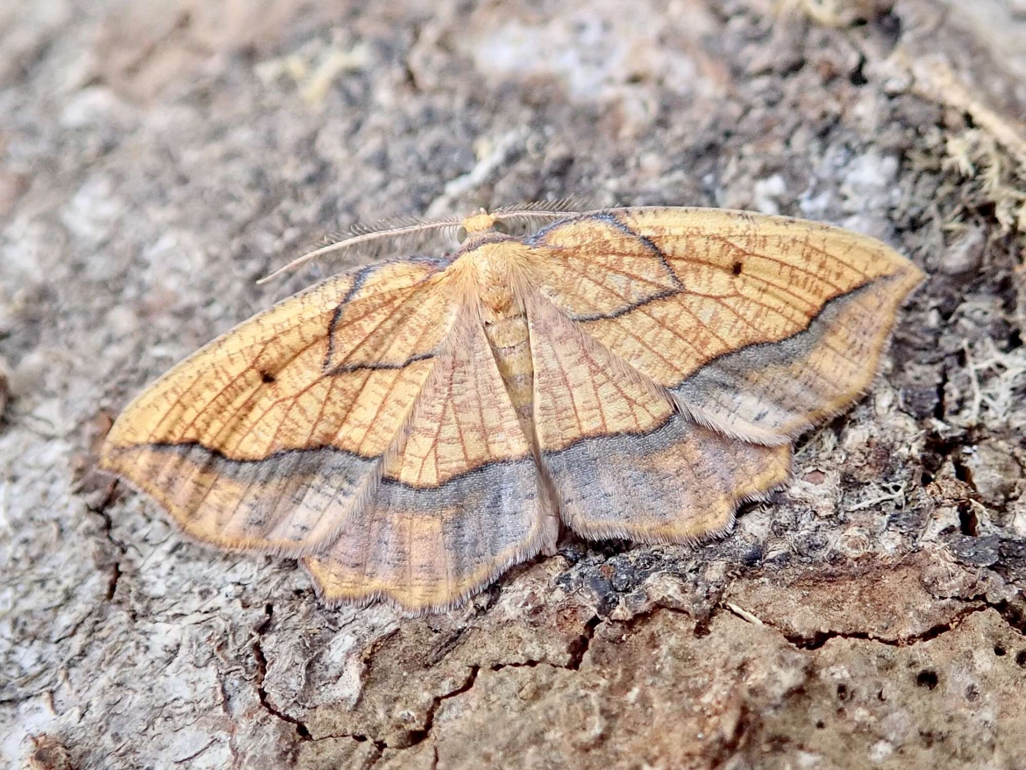 Bordered Beauty | Somerset Moths