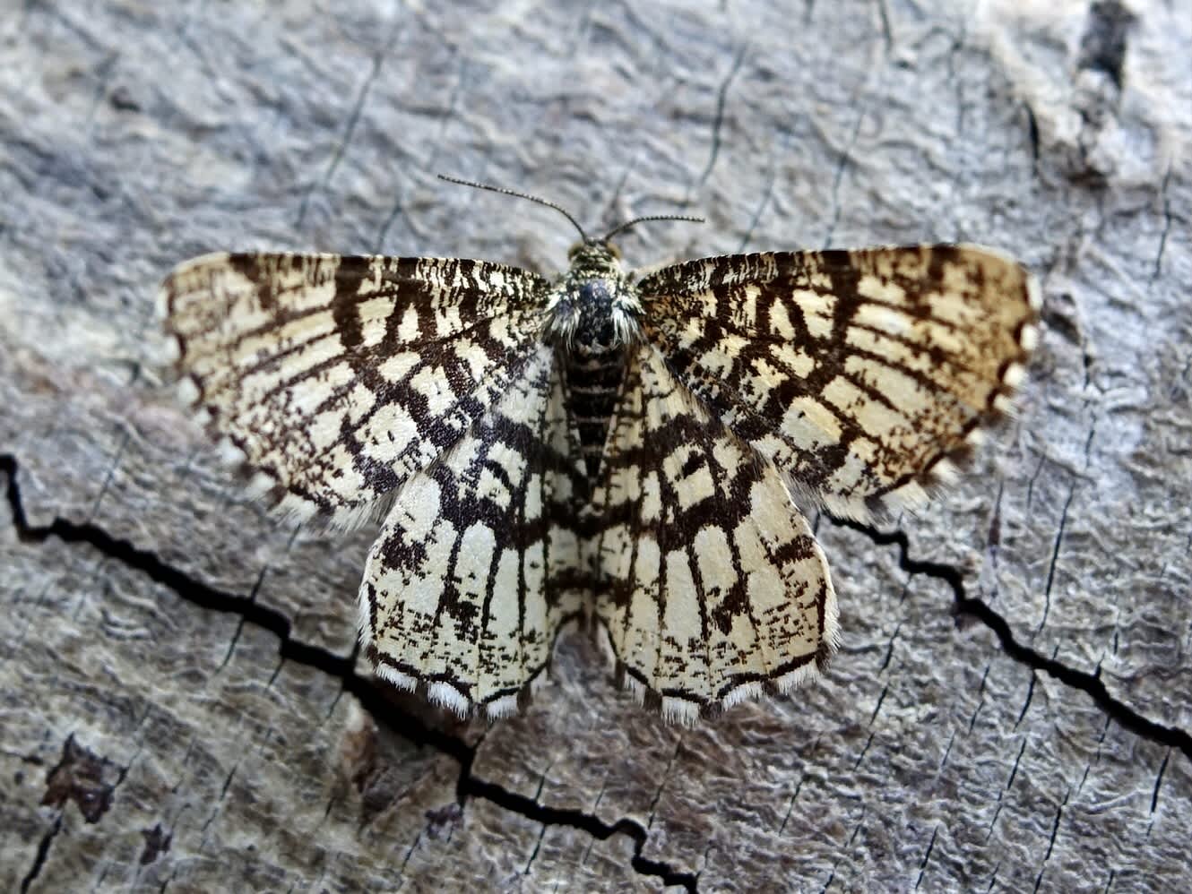 Latticed Heath (Chiasmia clathrata) photographed in Somerset by Sue Davies