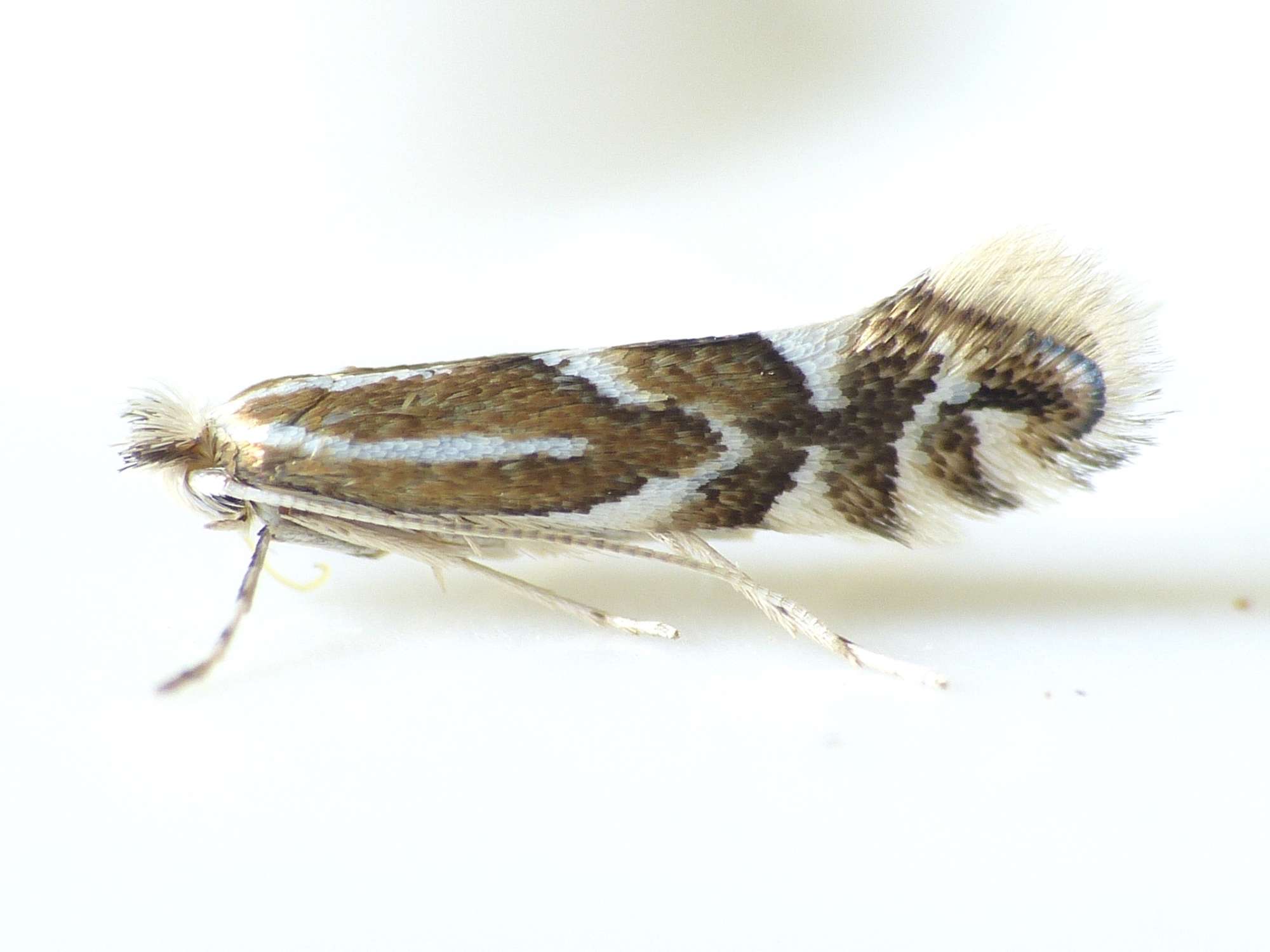 Beech Midget (Phyllonorycter maestingella) photographed in Somerset by Paul Wilkins