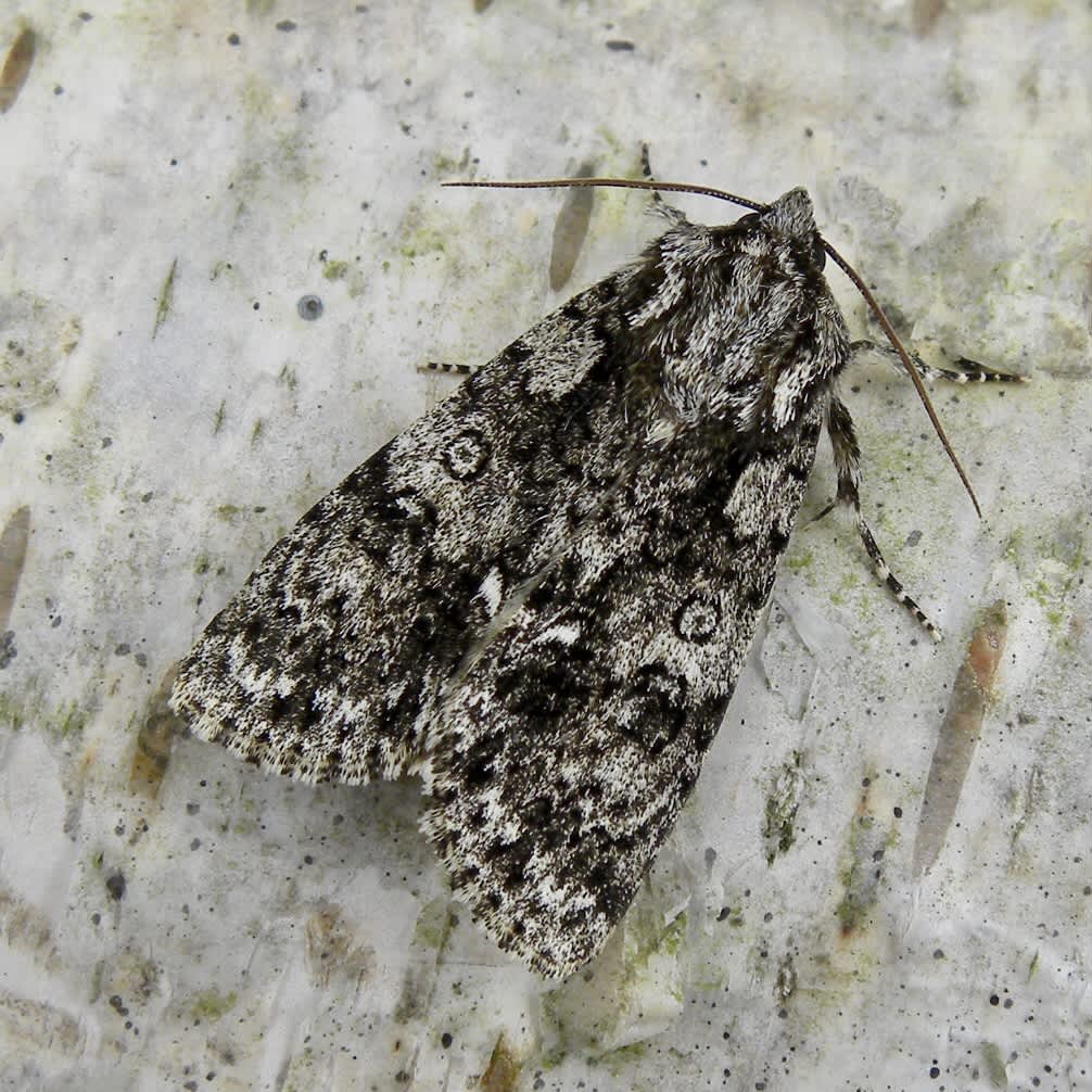 Knot Grass (Acronicta rumicis) photographed in Somerset by Sue Davies