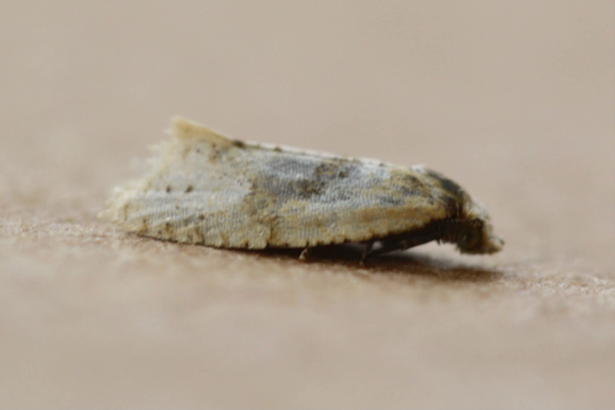 Large Saltmarsh Conch (Phalonidia affinitana) photographed in Somerset by Sue Davies