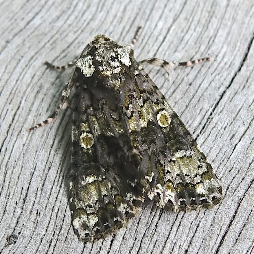 The Coronet (Craniophora ligustri) photographed in Somerset by Sue Davies