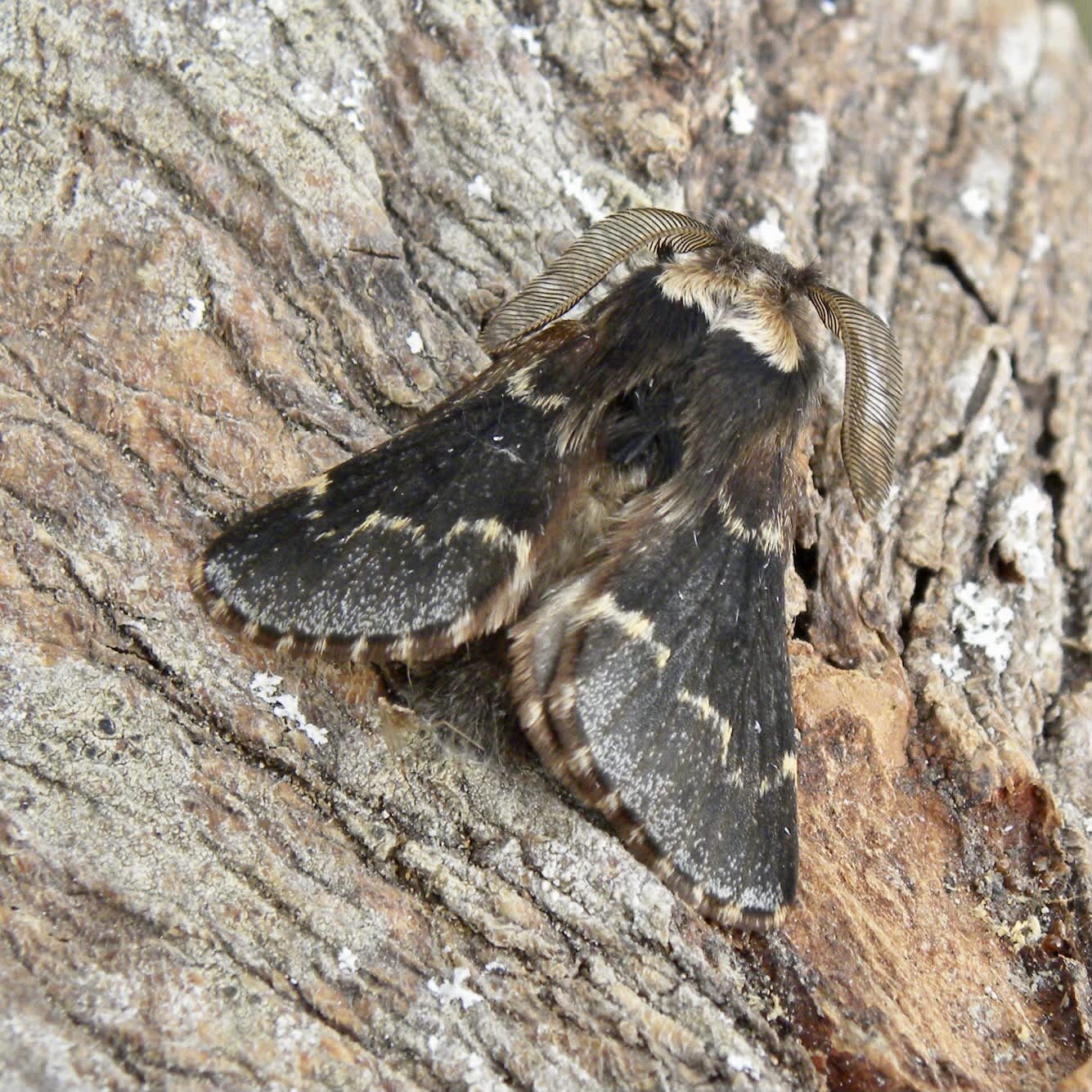 December Moth (Poecilocampa populi) photographed in Somerset by Sue Davies