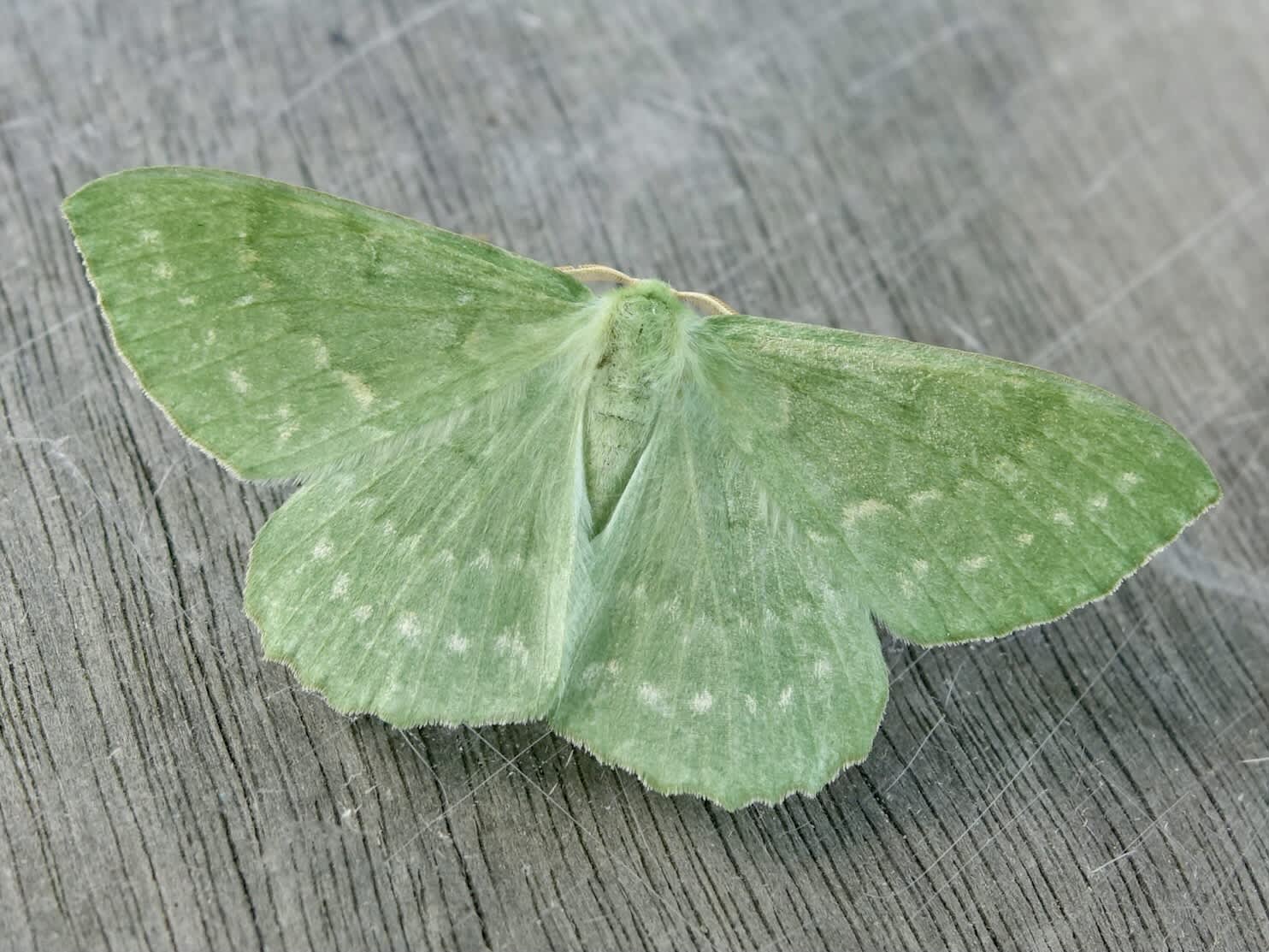 Large Emerald (Geometra papilionaria) photographed in Somerset by Sue Davies